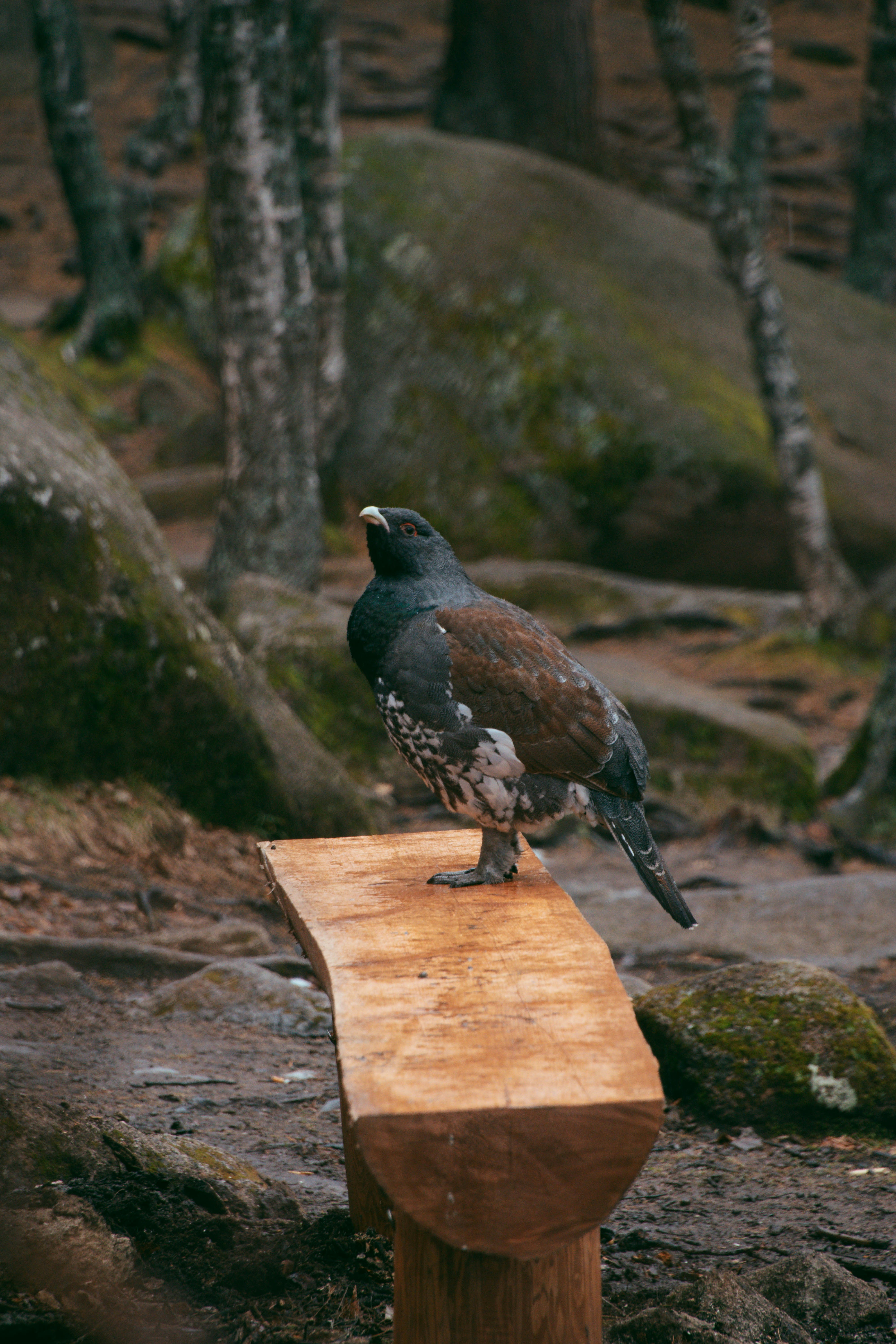A bird sitting on top of a wooden bench