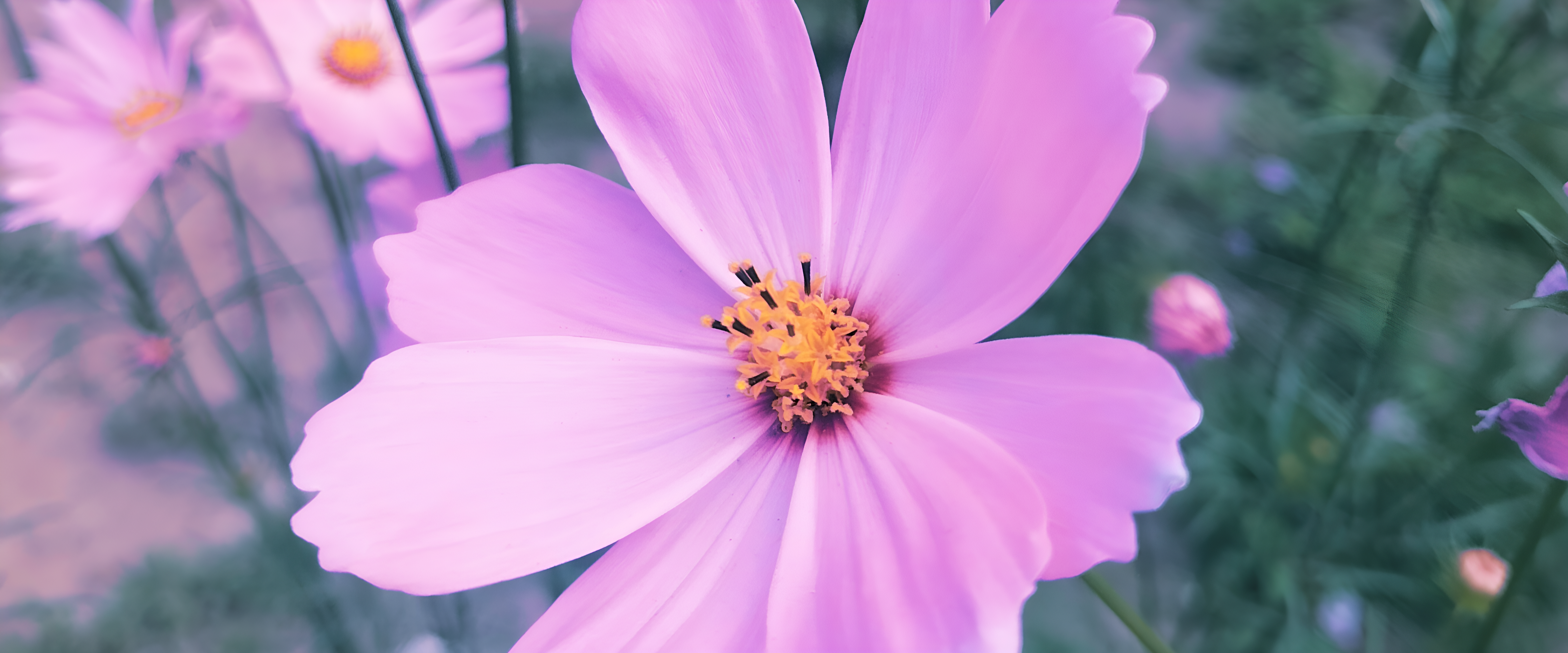 A close up of a pink flower with other flowers in the background