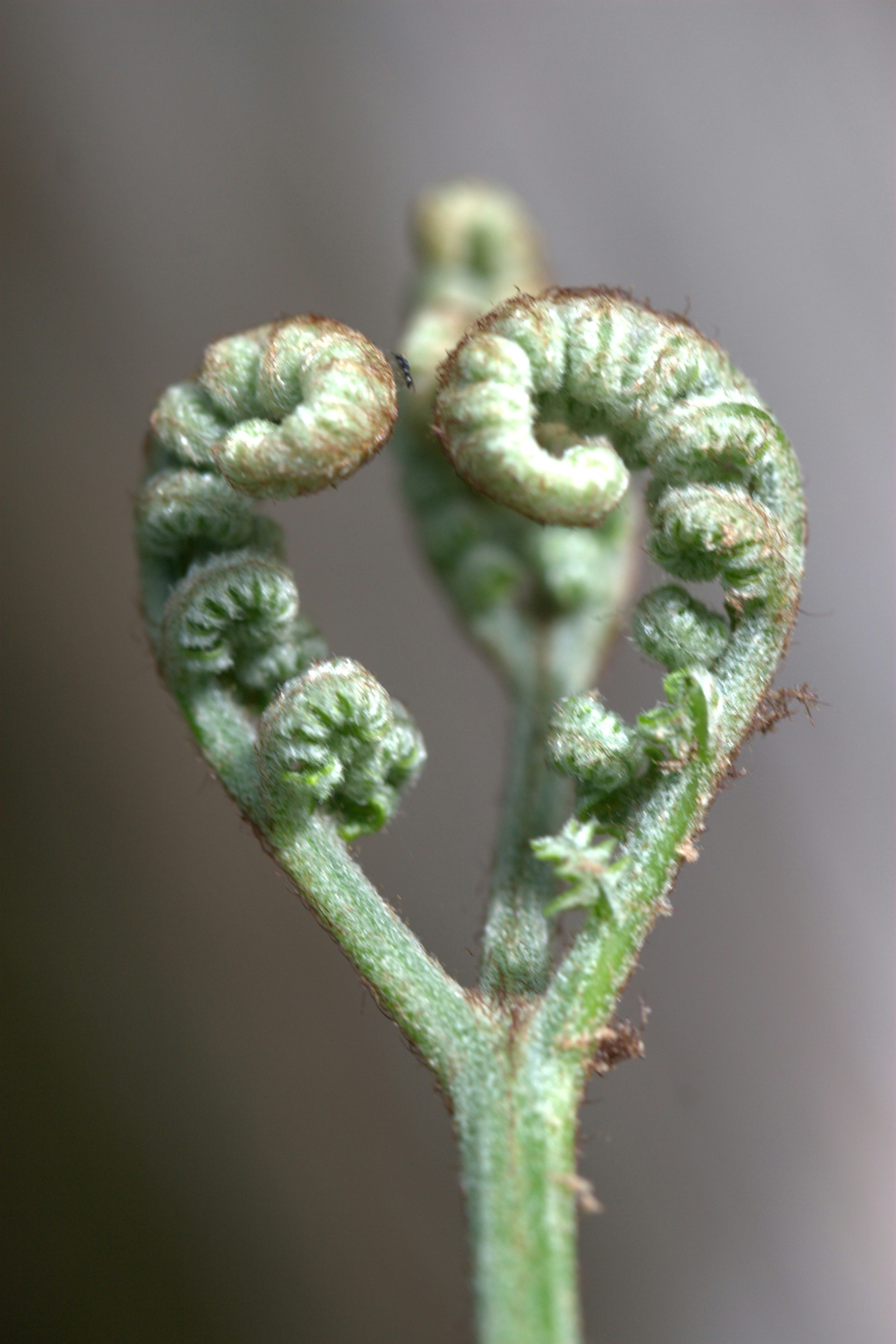 A close up of a plant with very tiny leaves