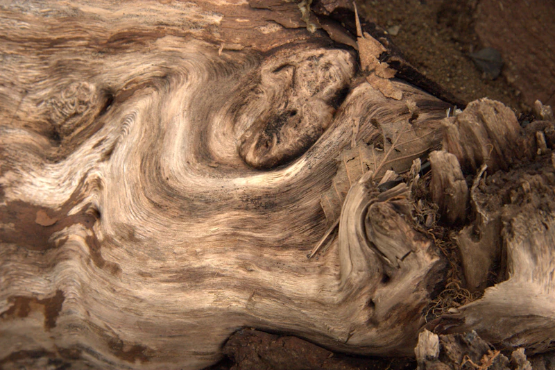 The swirling grain of weathered driftwood