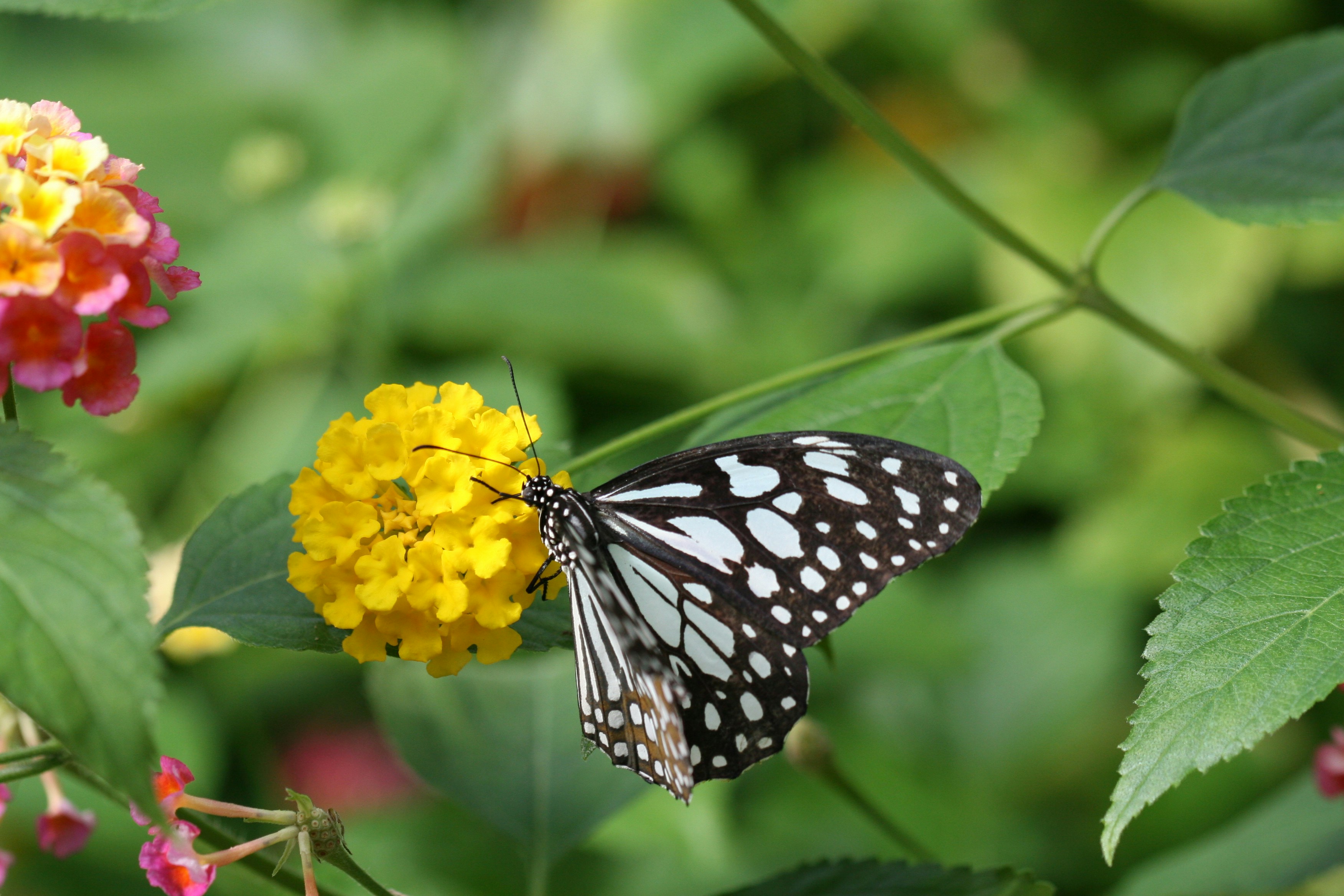 Photo by ernest_boyd