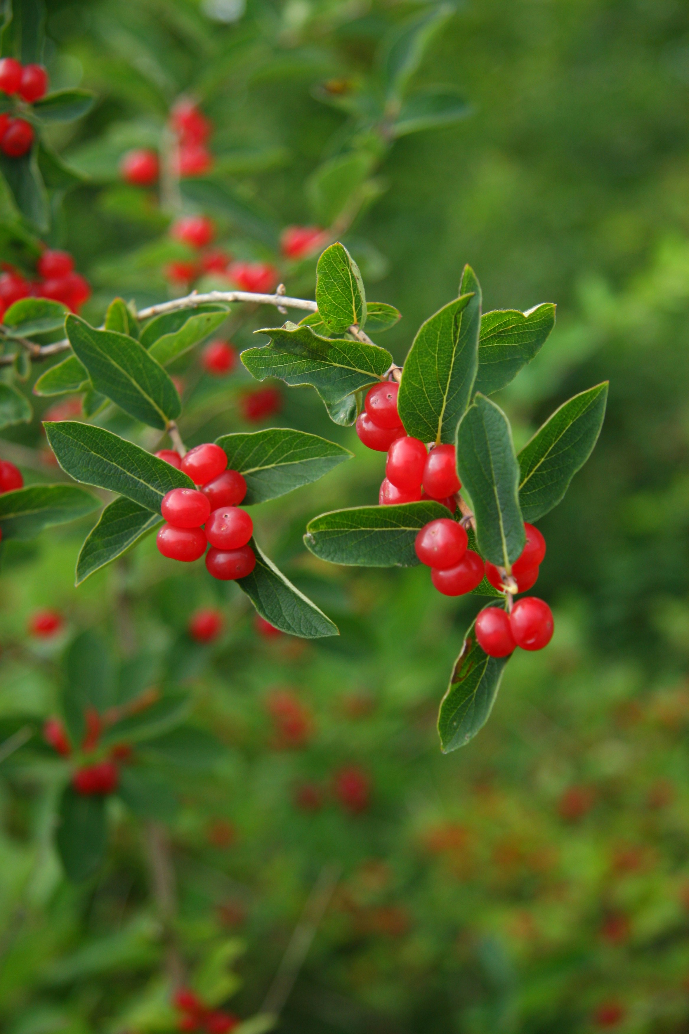 Photo by ernest_boyd