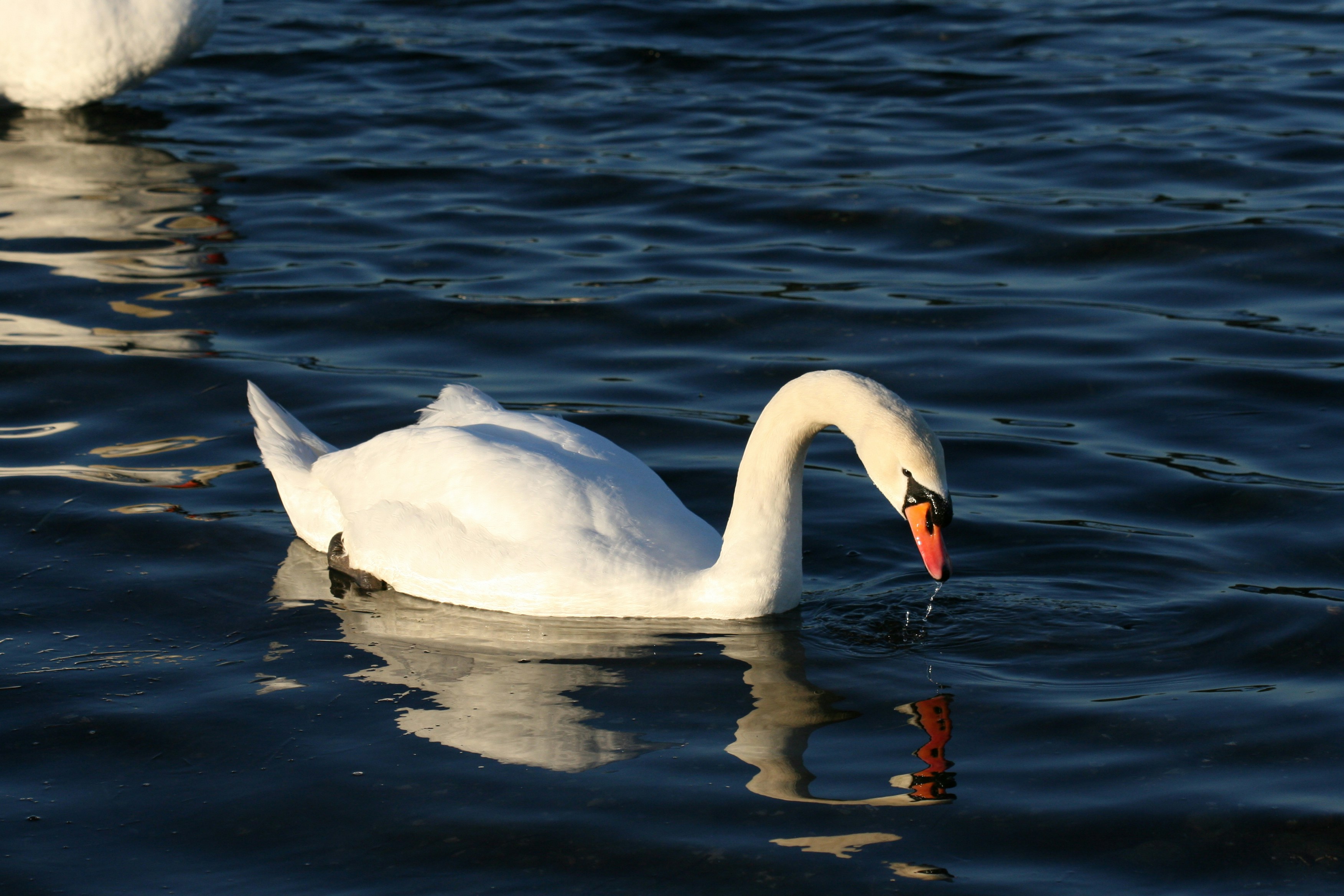 Photo by ernest_boyd