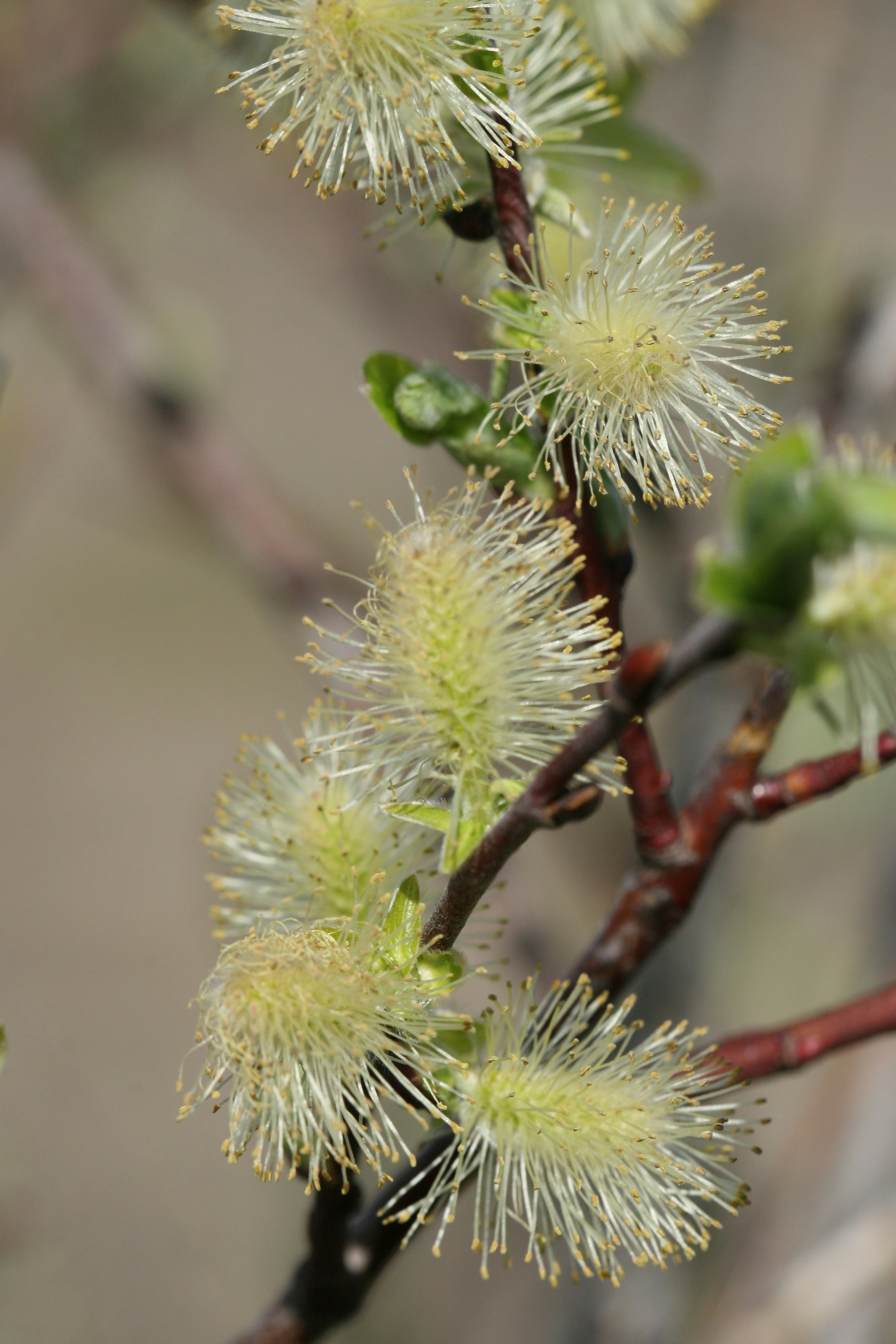 Photo by ernest_boyd