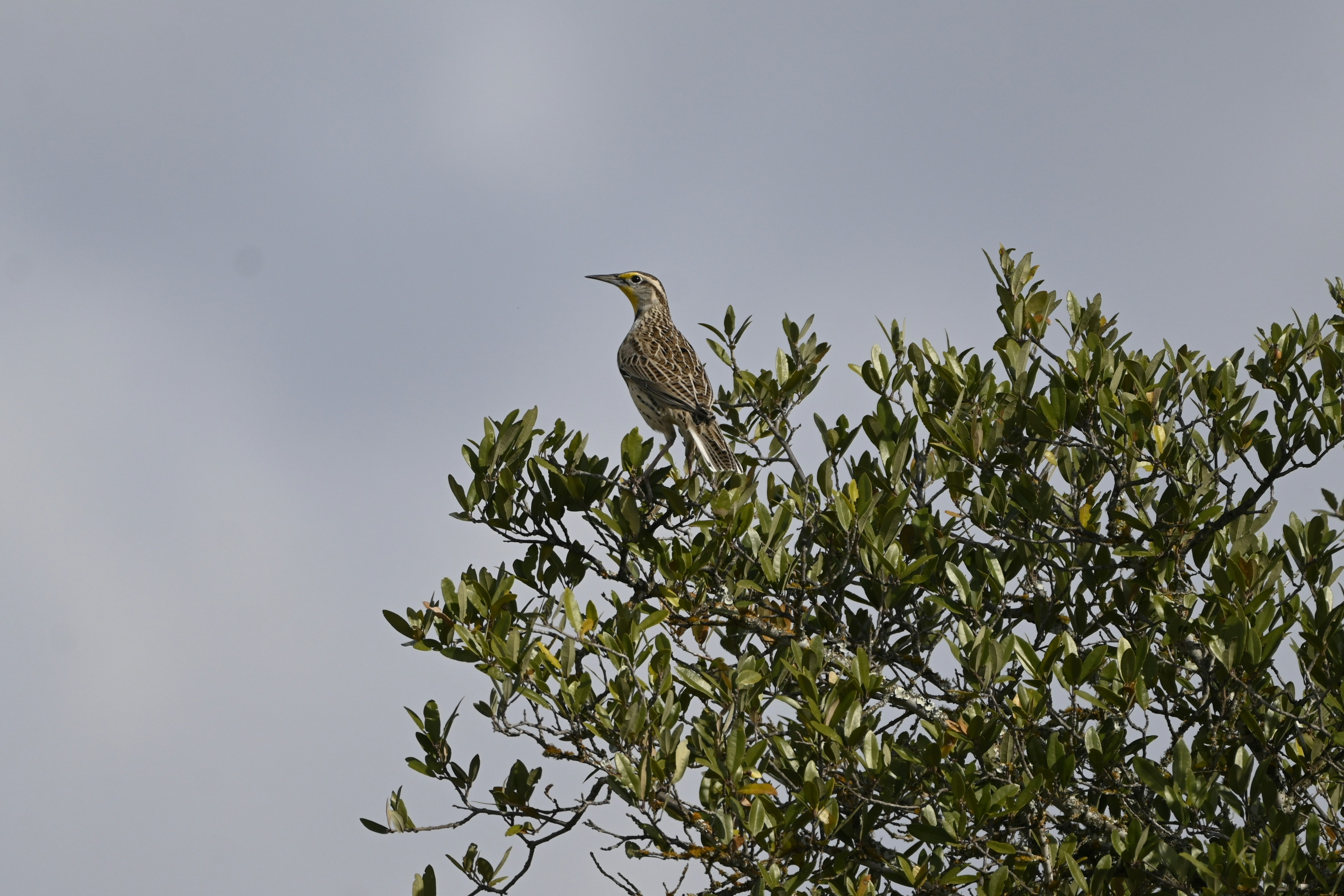 A bird sitting on top of a tree branch
