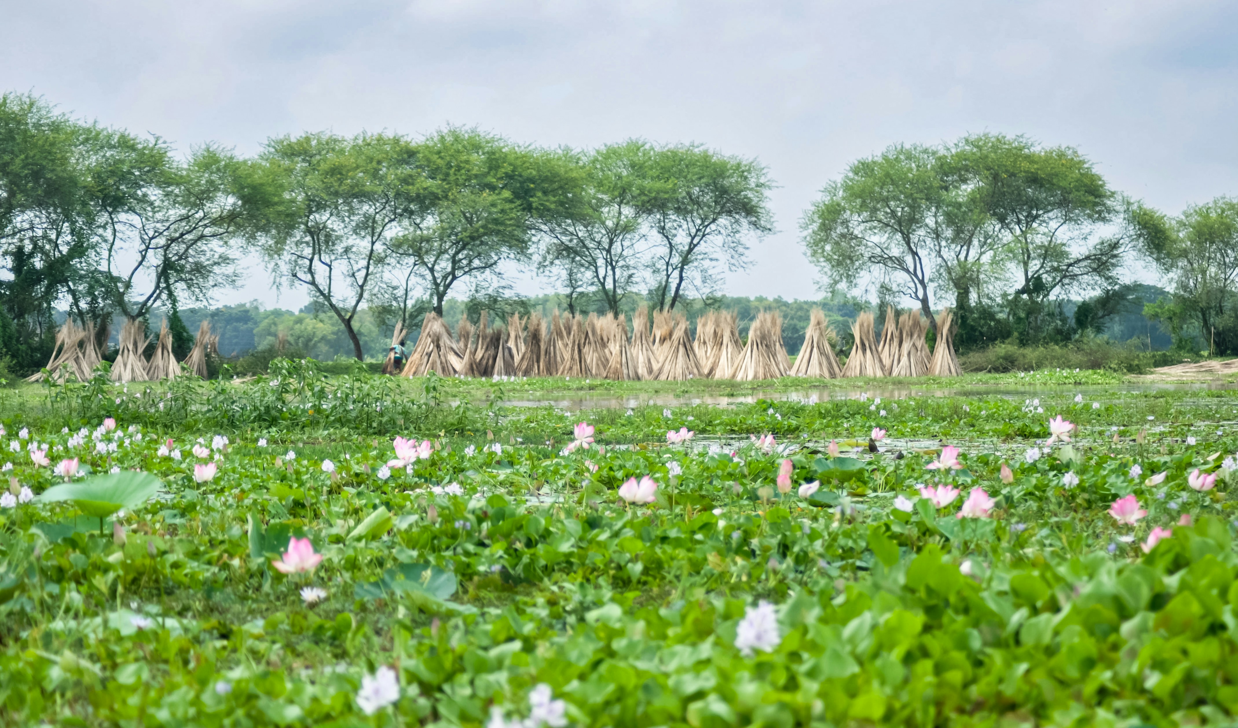 Um campo cheio de flores e árvores ao fundo