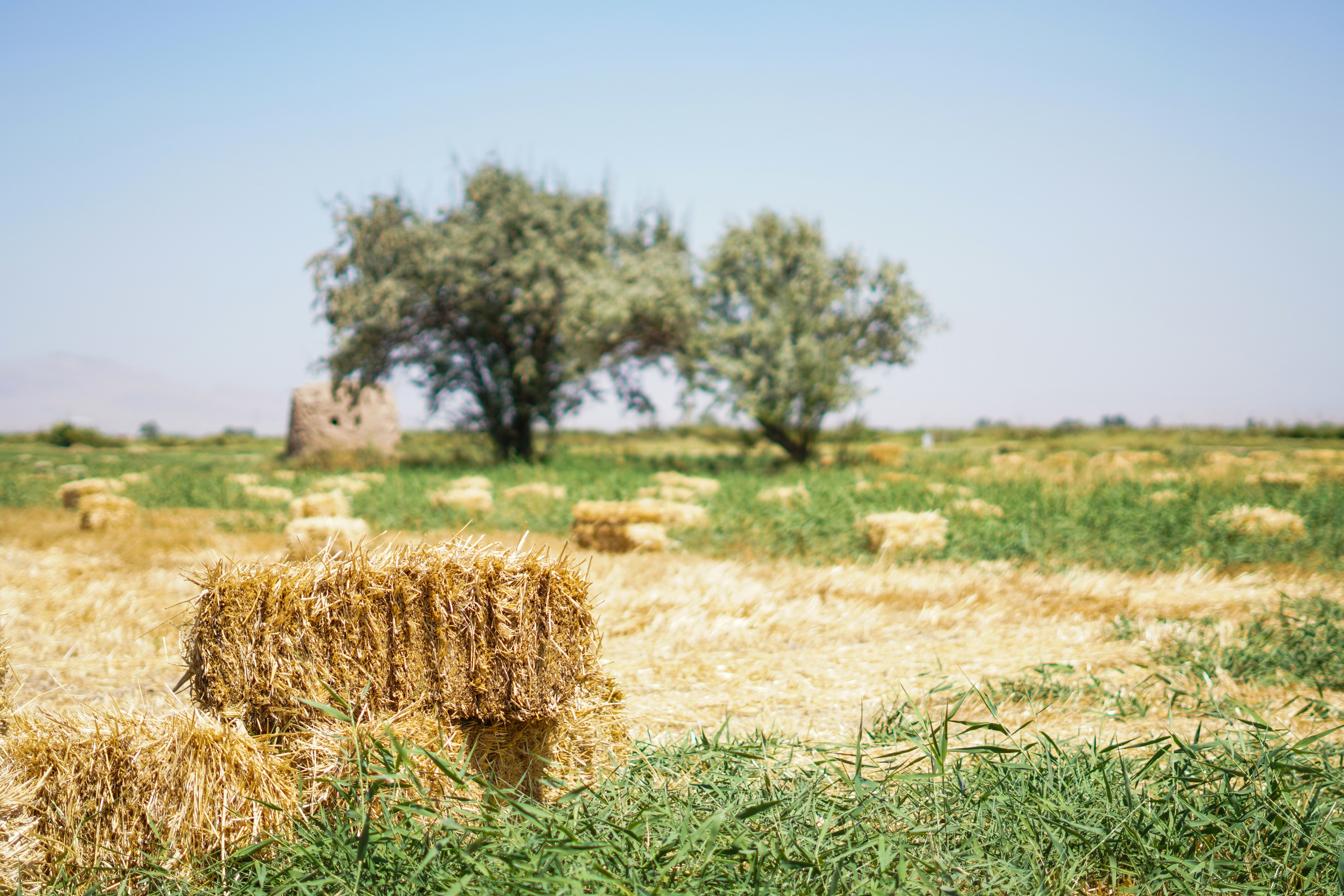 Ein Feld mit Heuballen im Vordergrund und einem Baum im Hintergrund
