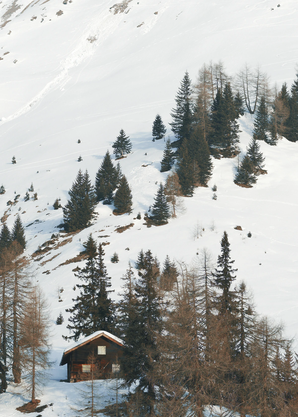 Mountain cabin in snowy forest