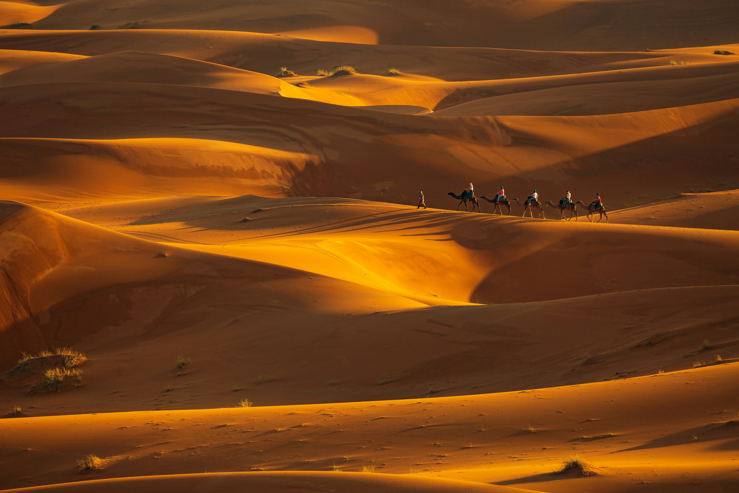 A group of people riding camels across a desert