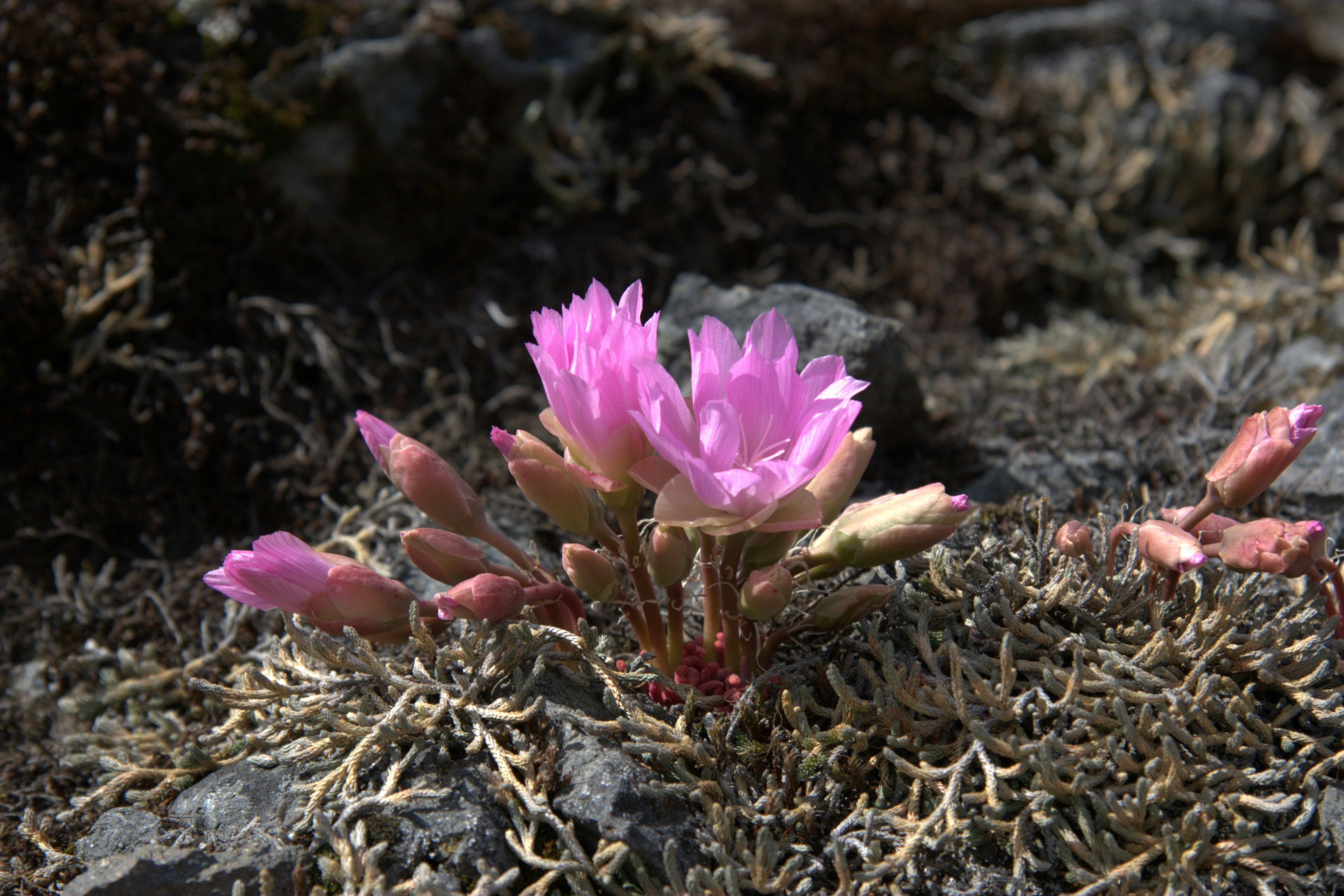 Reproductive Strategies in Hostile Terrain (image credits: unsplash)