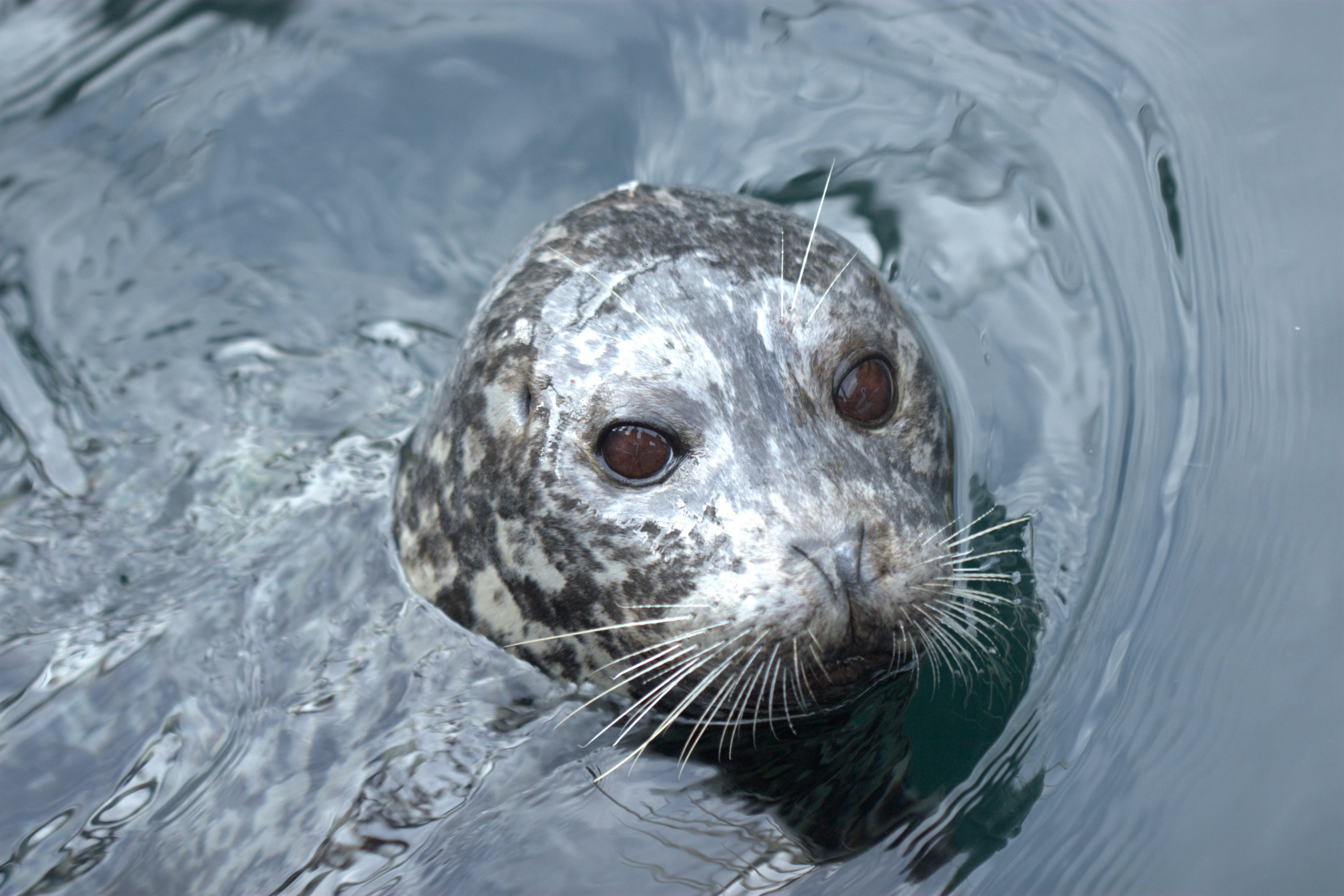 A seal peers out from the water
