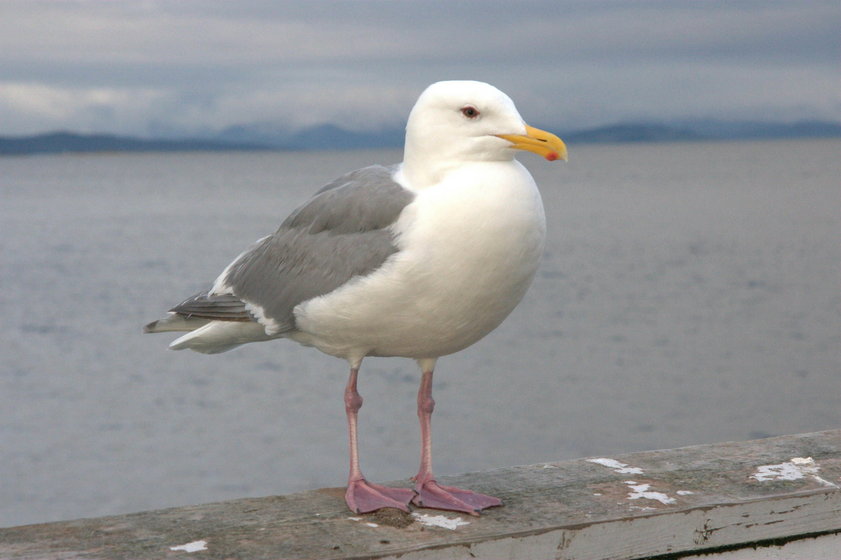 Photo by ernest_boyd