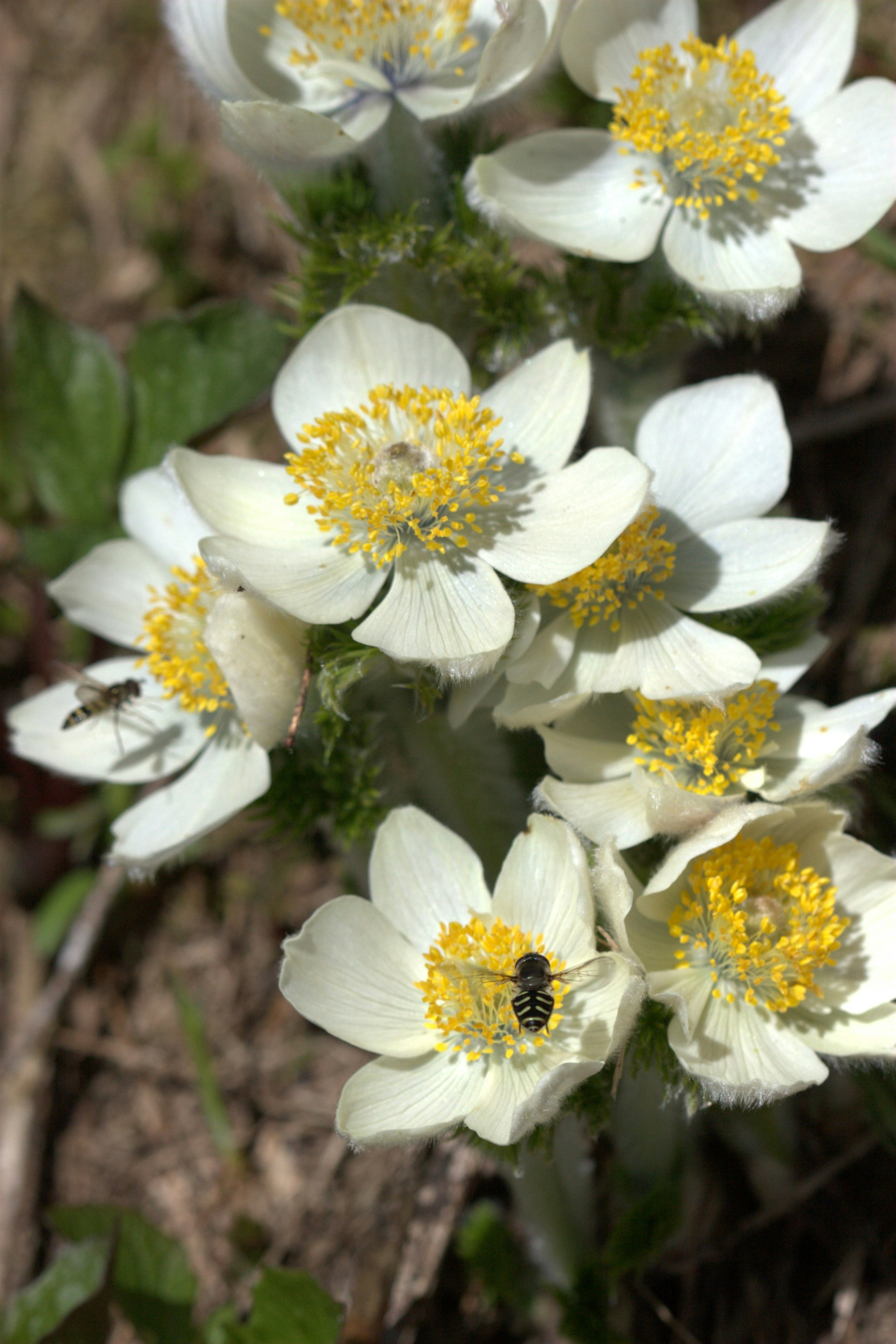 A bunch of white flowers with yellow centers