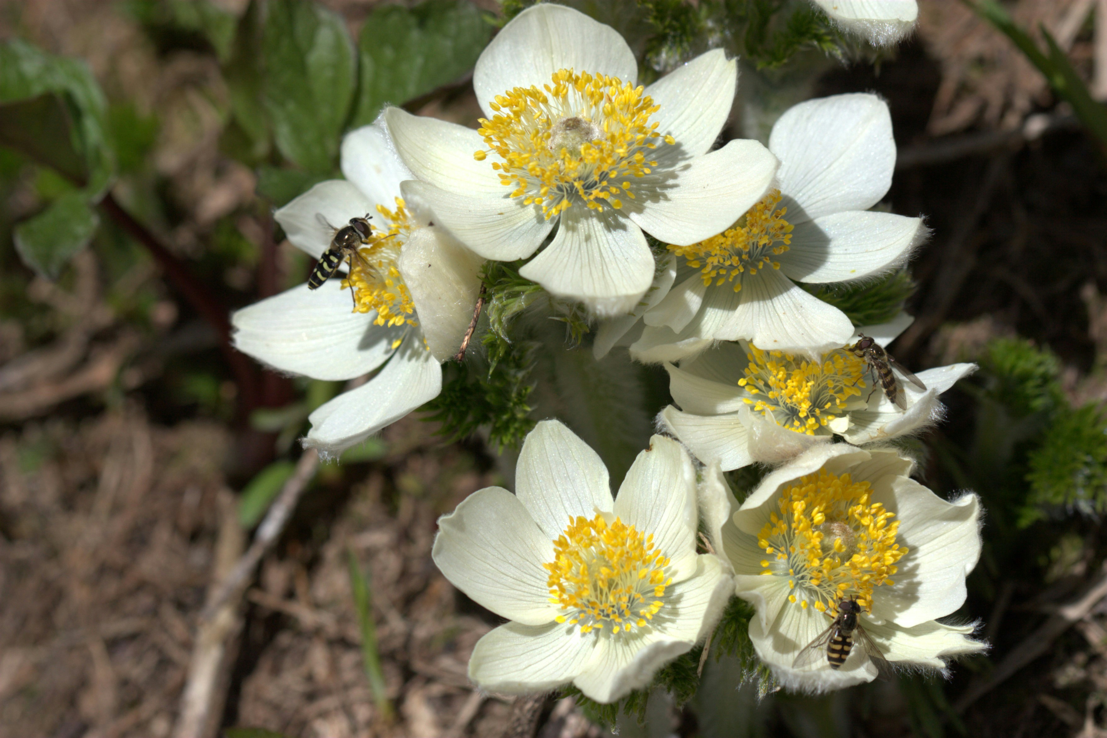 A bunch of white flowers with yellow centers