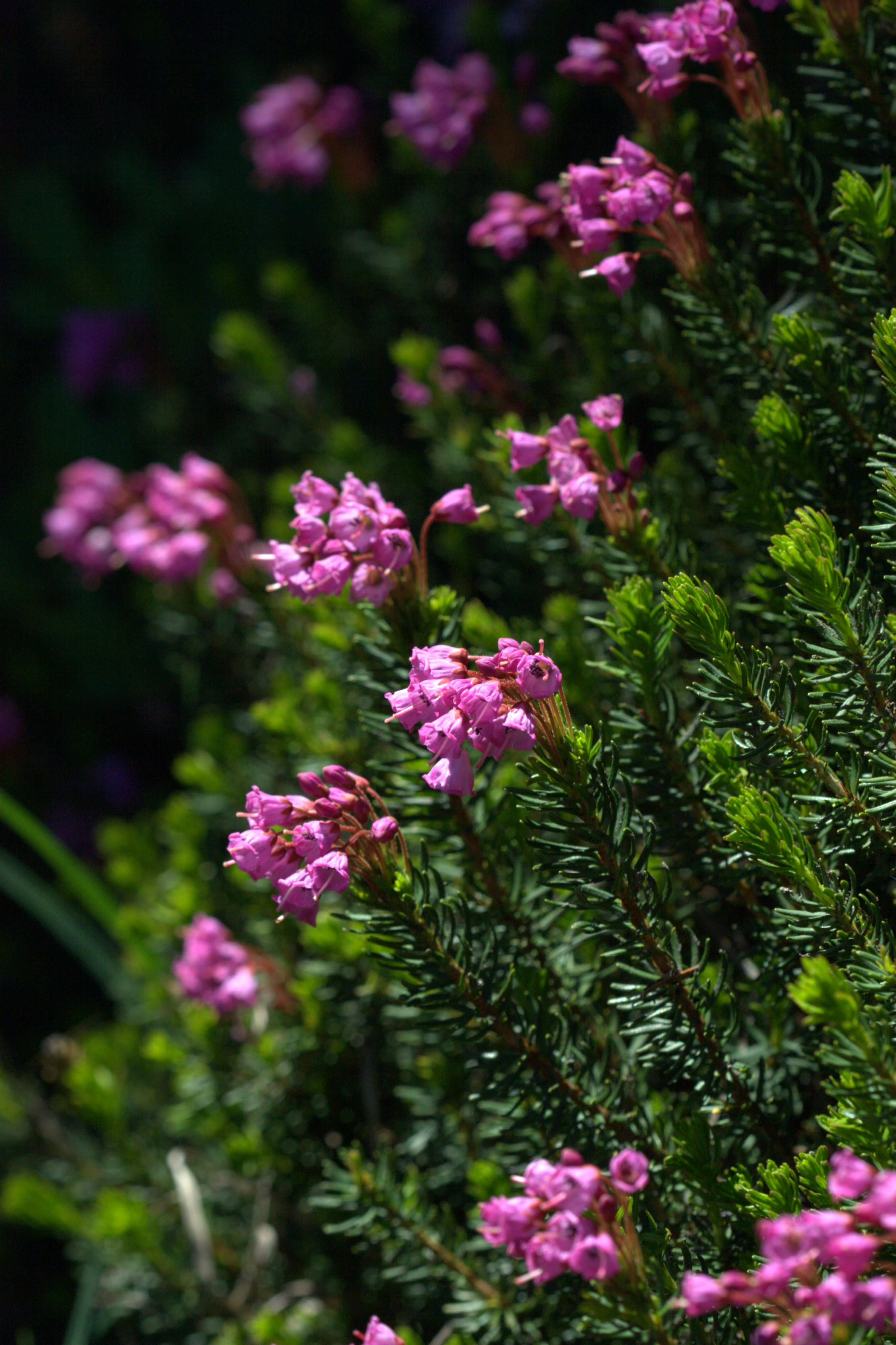 Photo by ernest_boyd