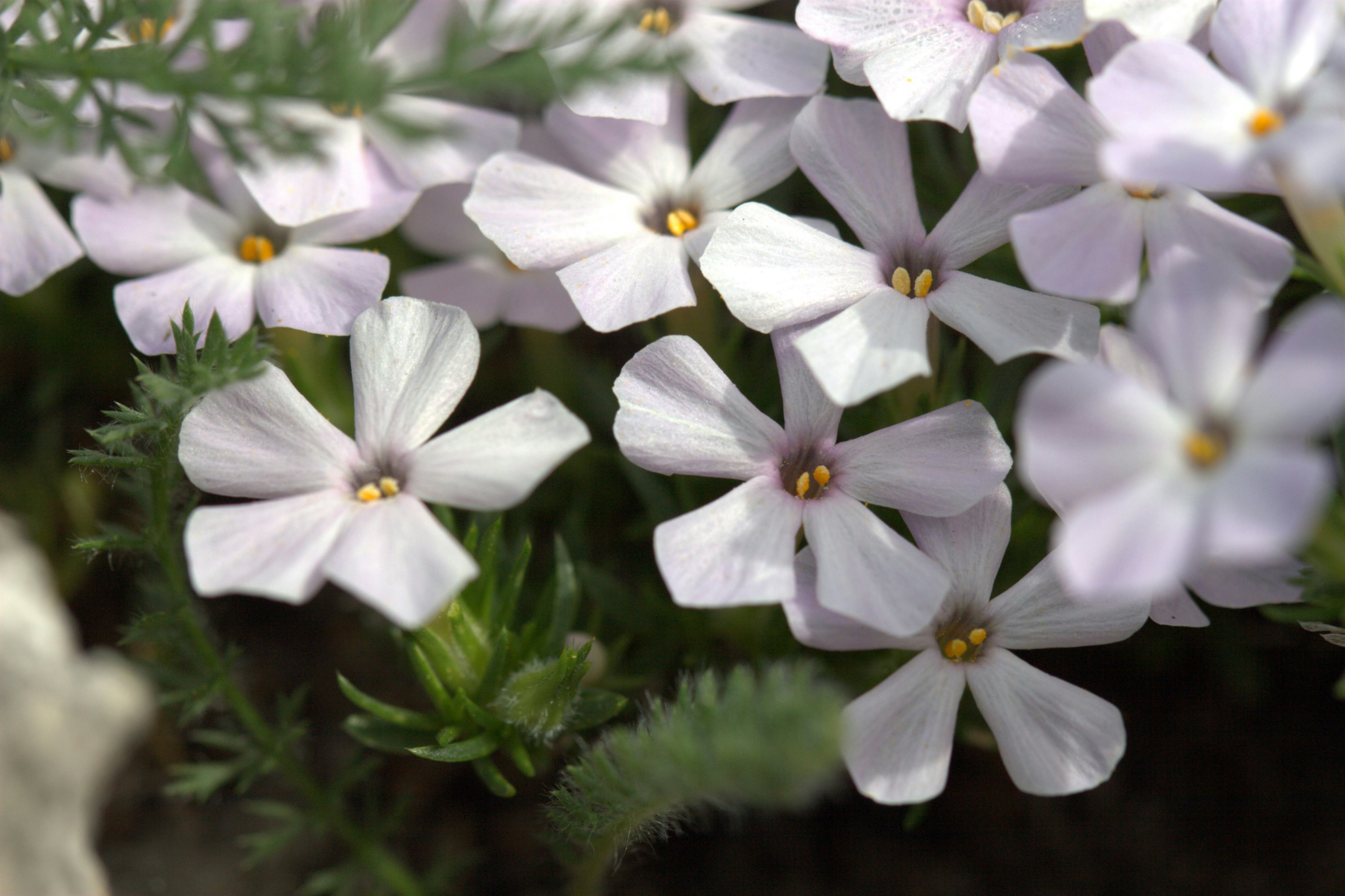 Photo by ernest_boyd