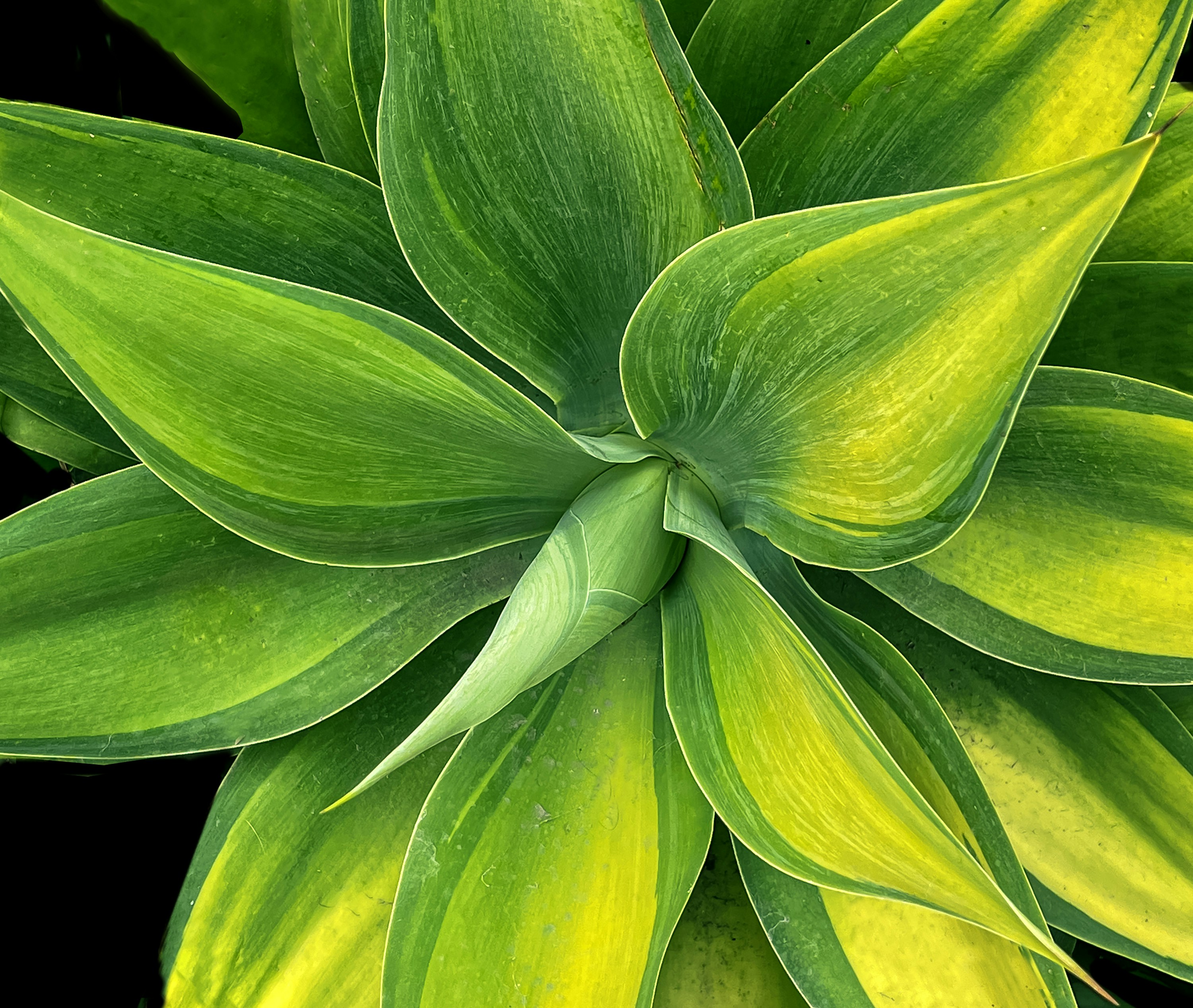 Photo by sterlinglanier