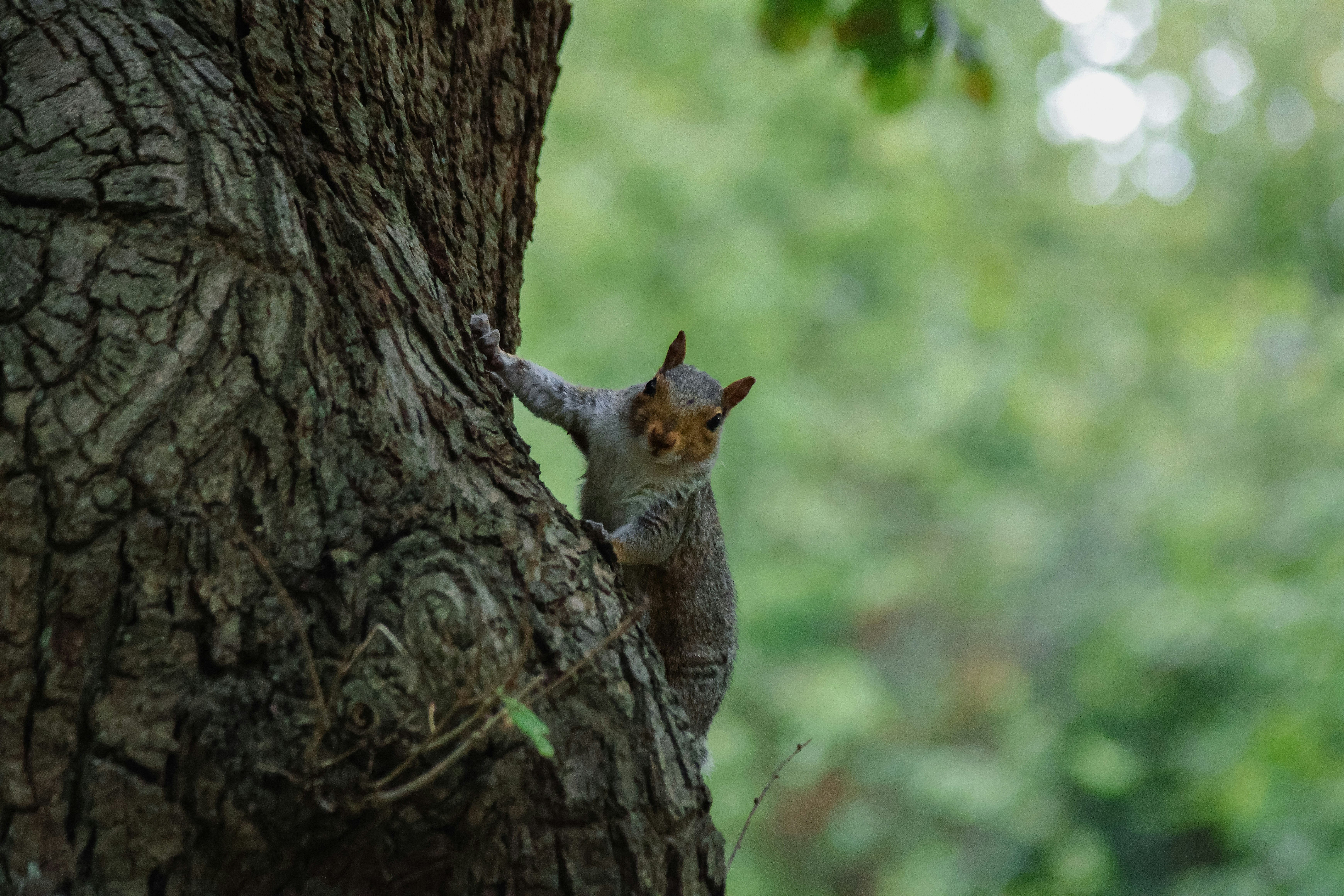 Photo by jameslgorringe