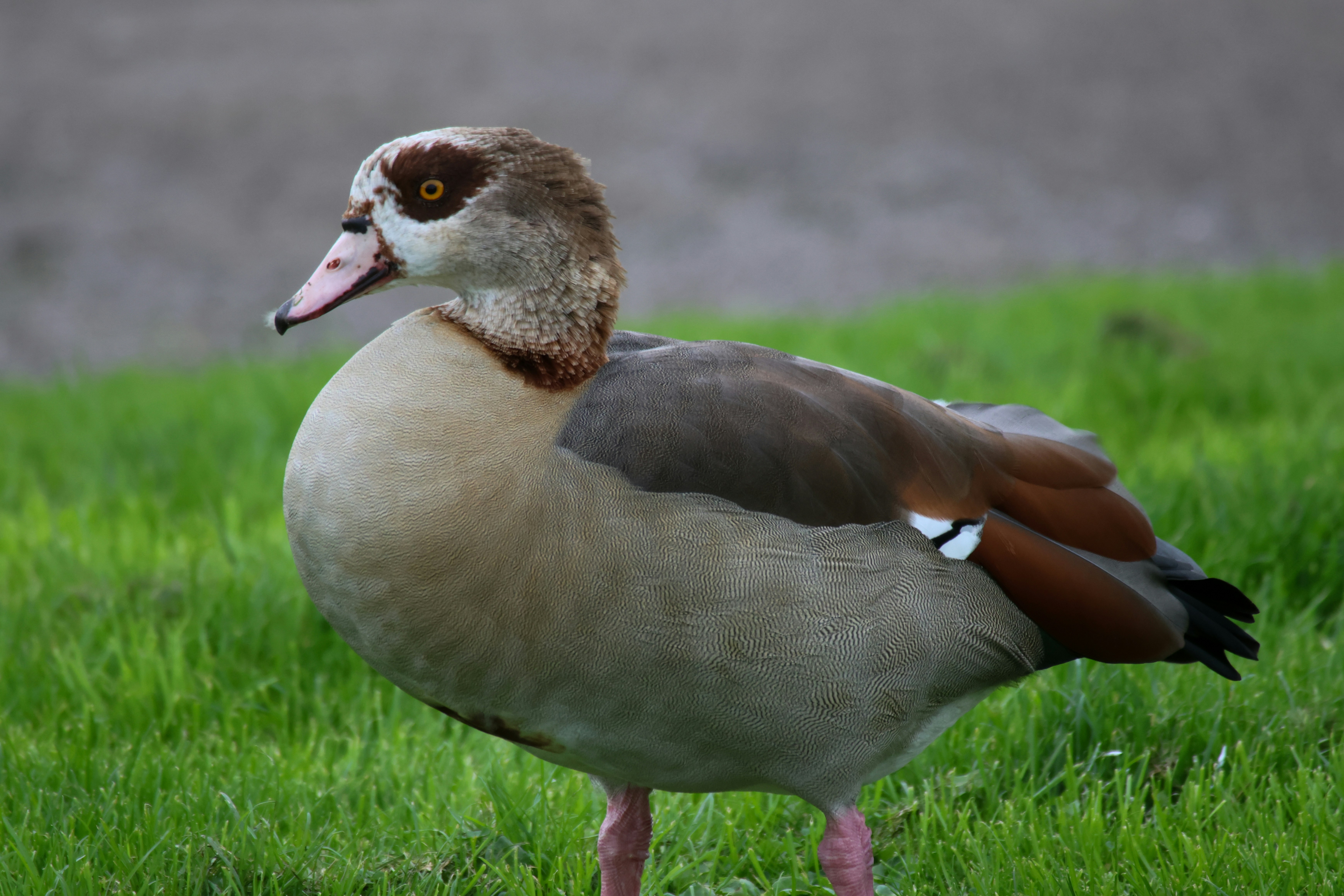 Photo by jameslgorringe