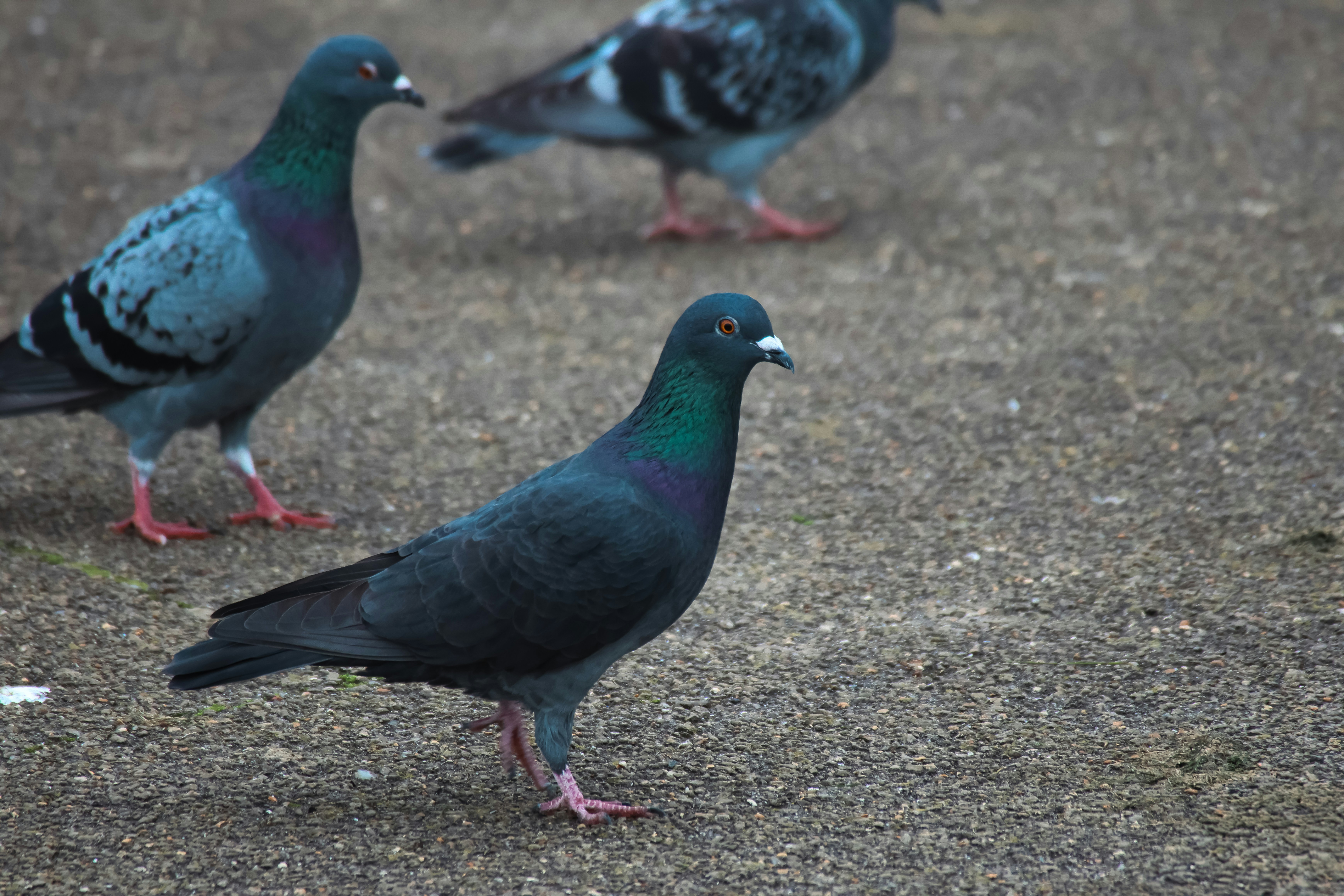 Photo by jameslgorringe