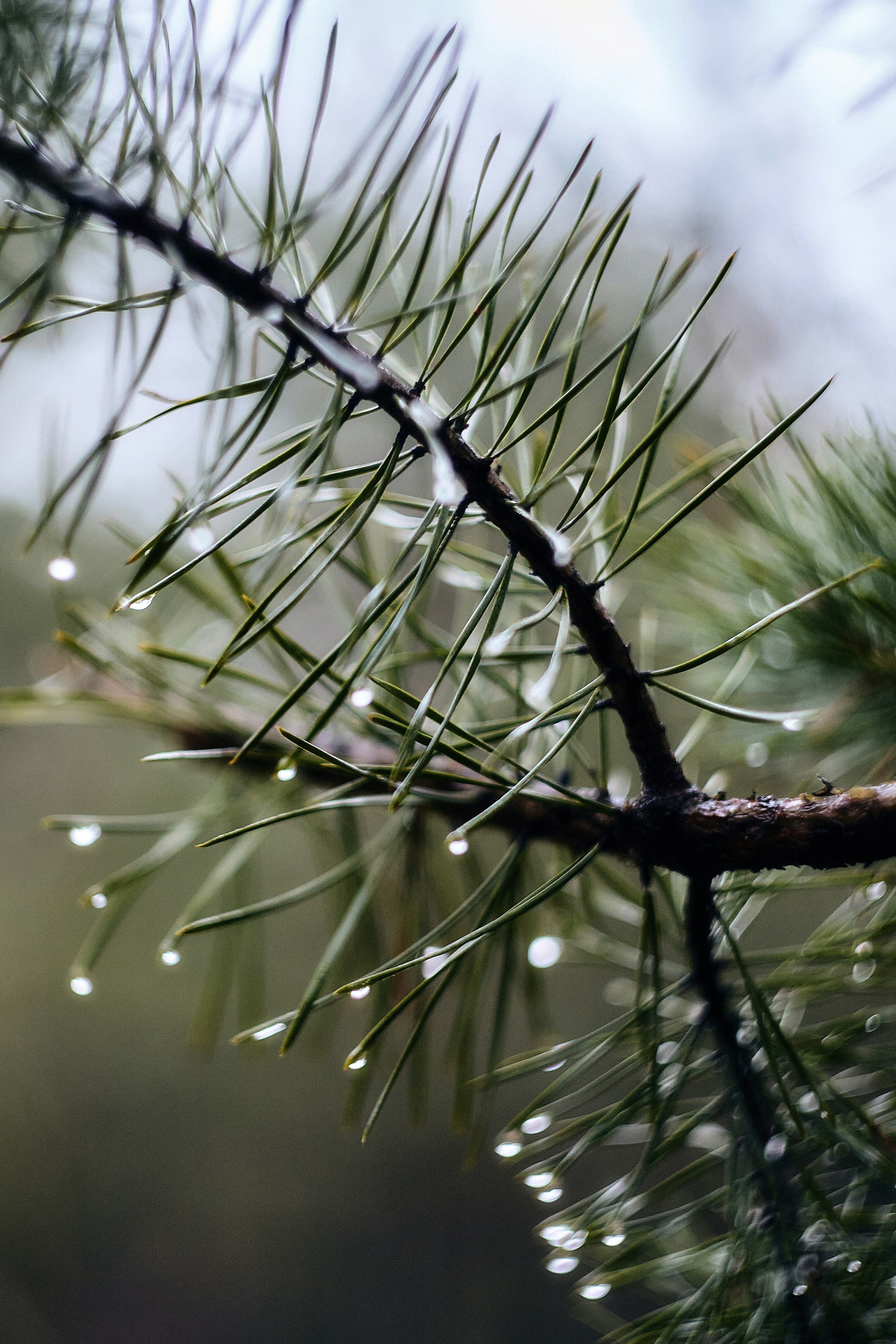 A pine tree branch with drops of water on it