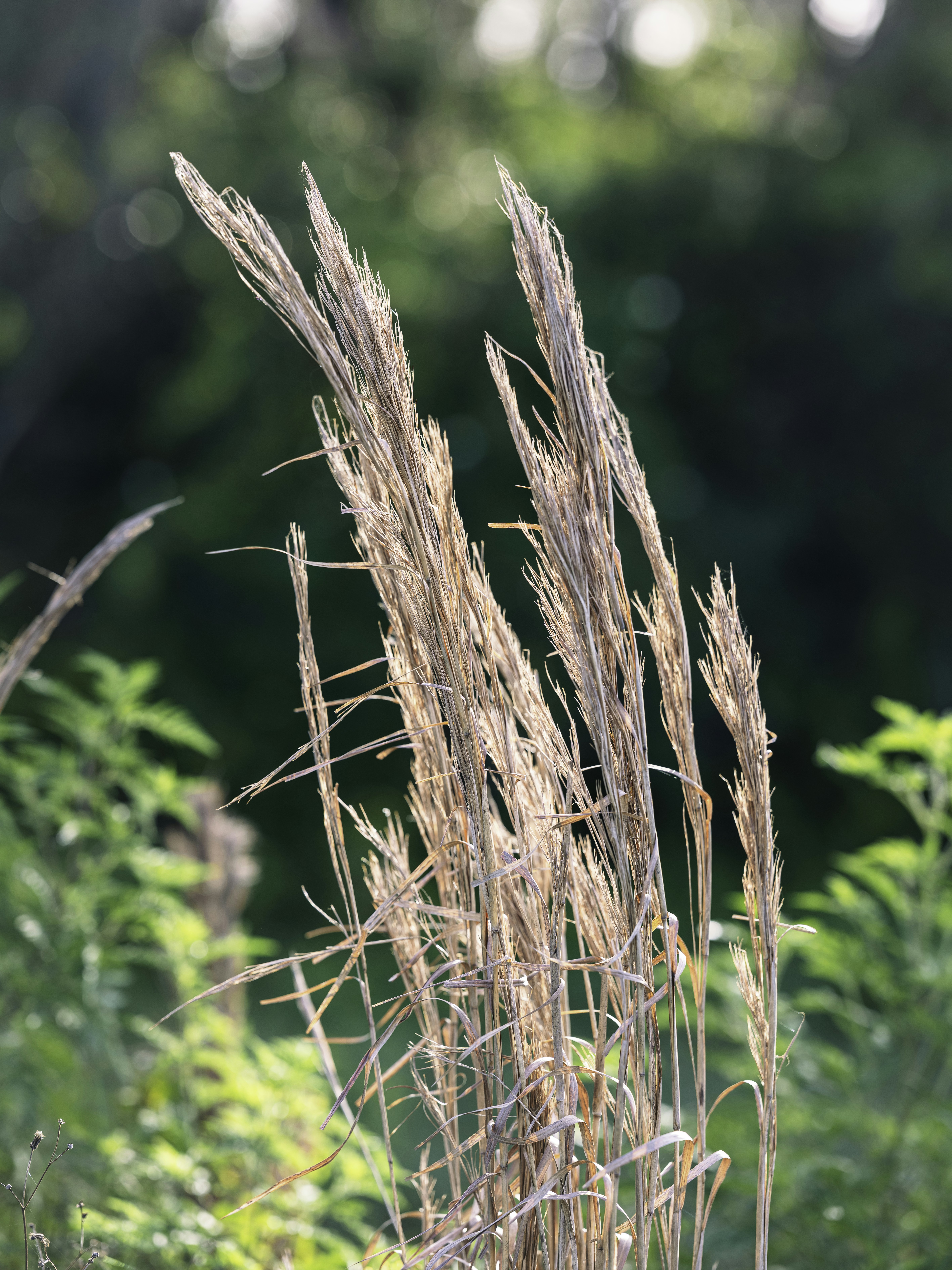 A tall grass plant in the middle of a field
