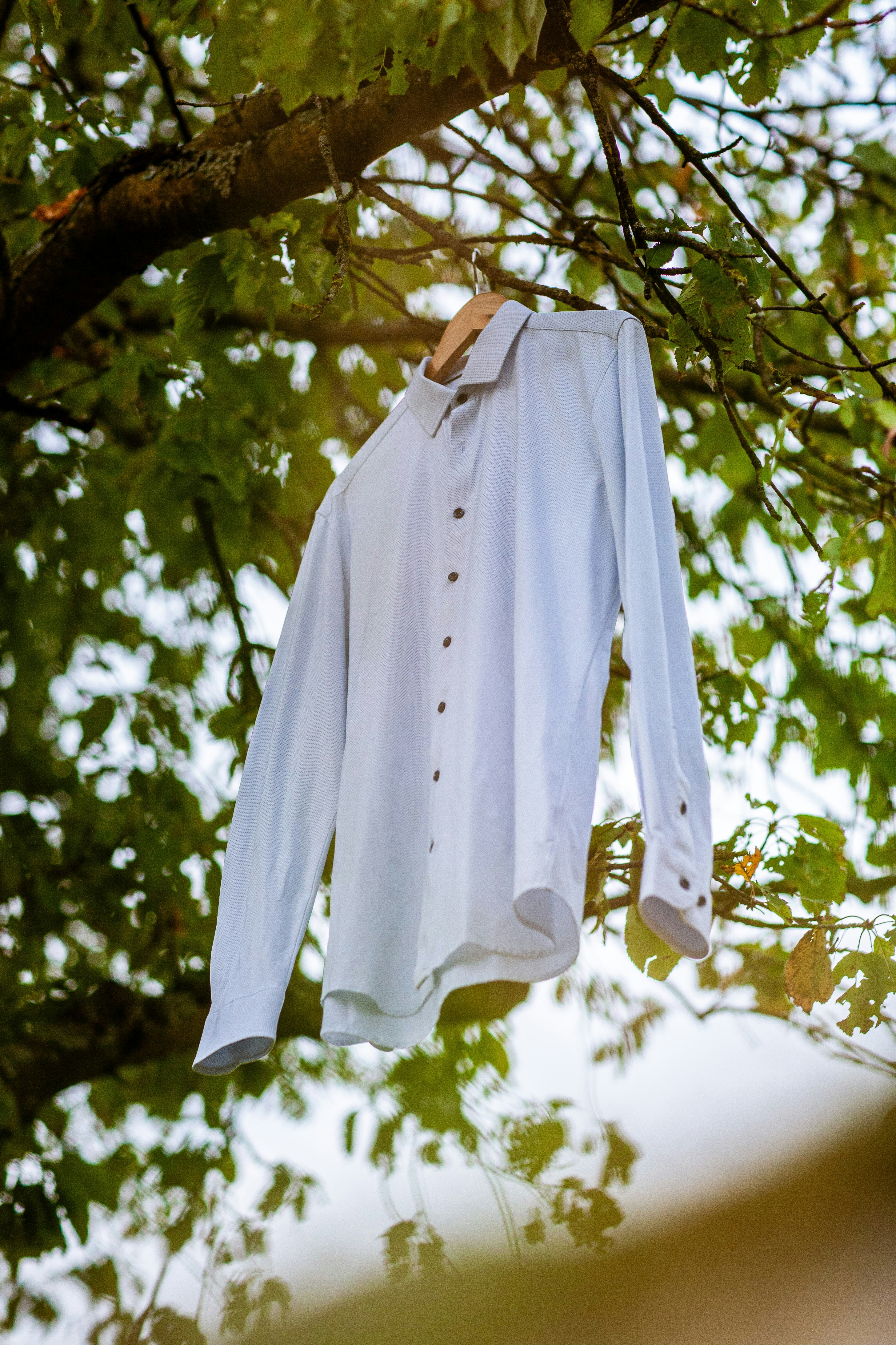 A white shirt hanging from a tree branch