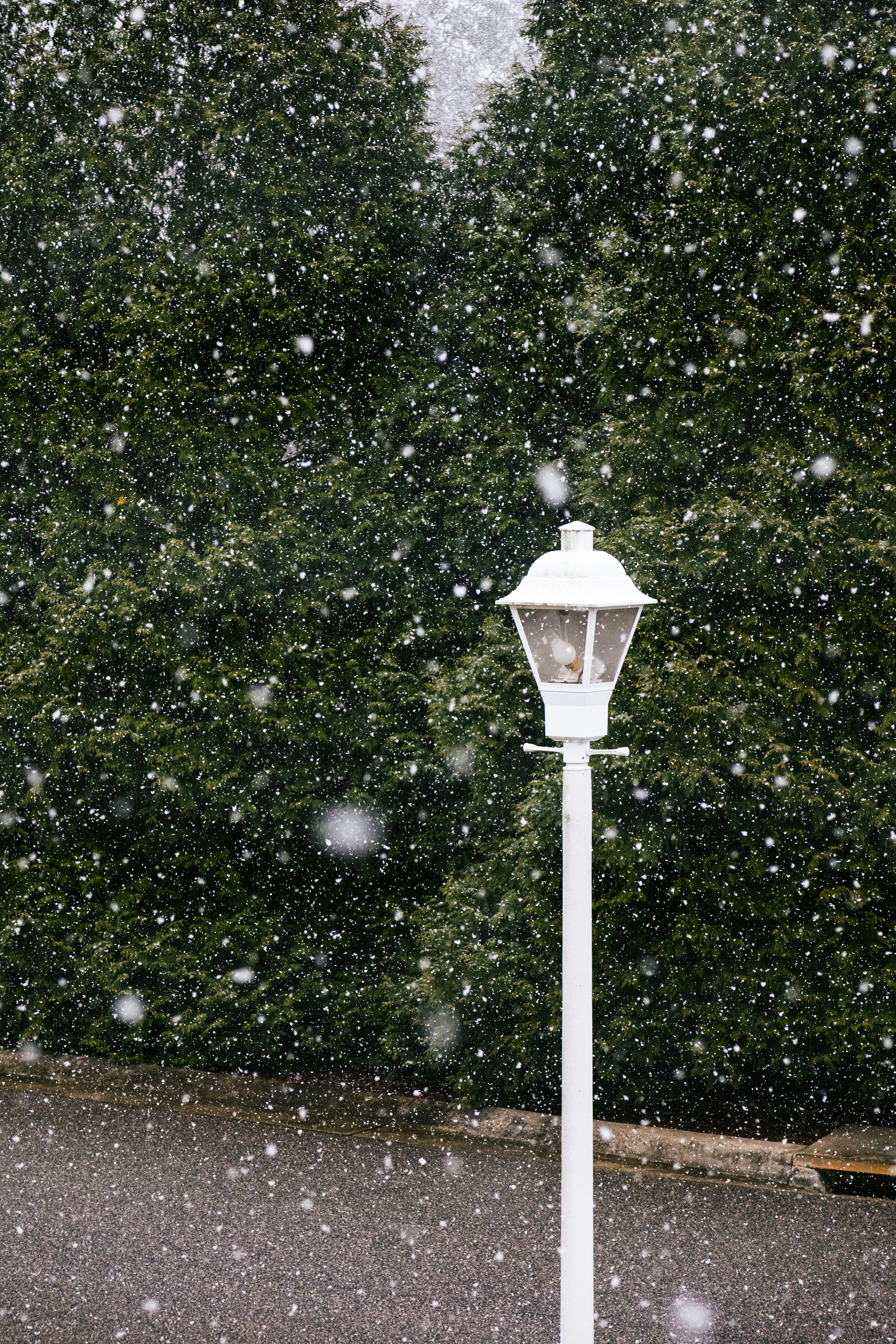 Una farola blanca sentada junto a un arbusto verde