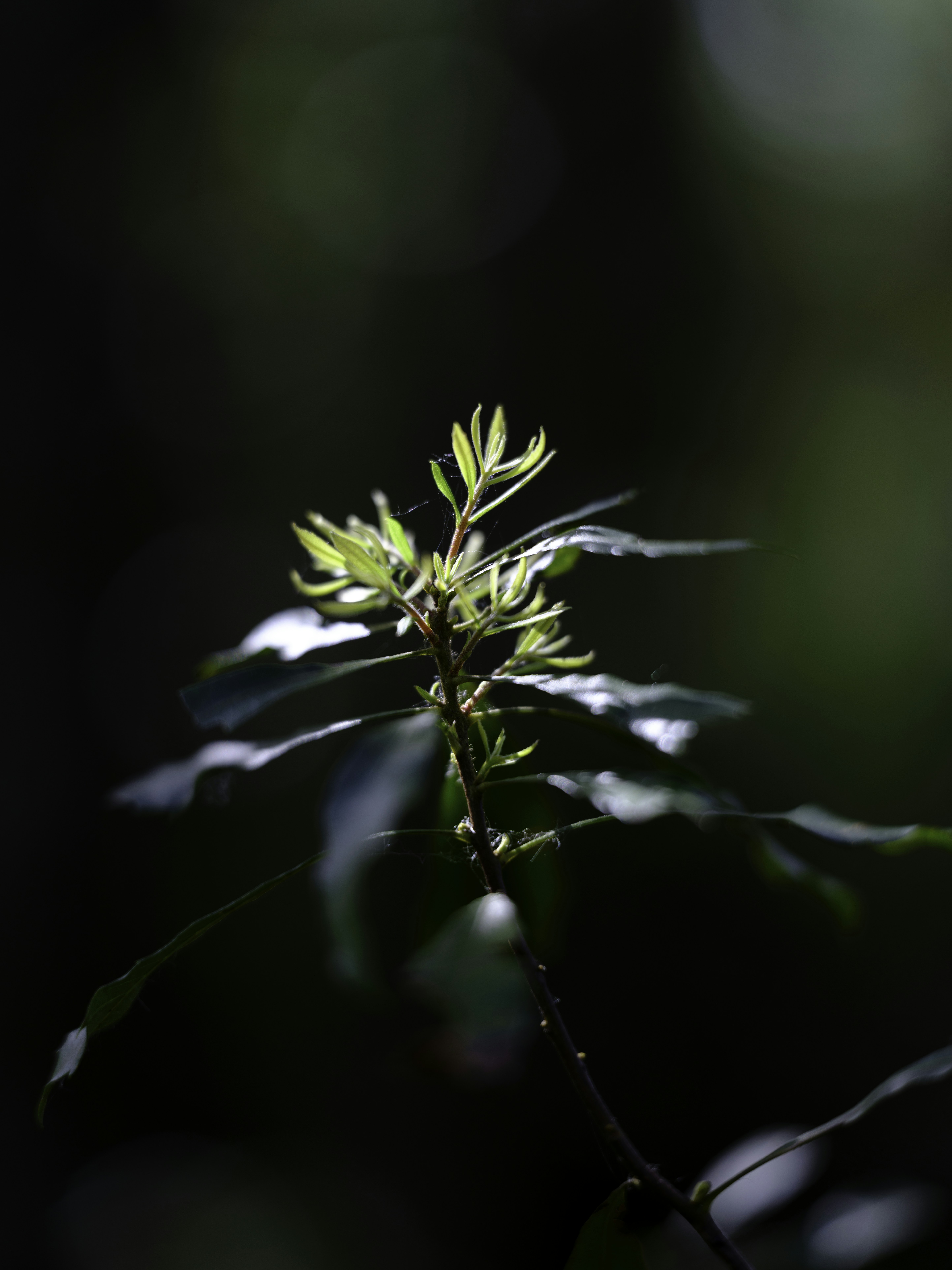 A close up of a plant with leaves