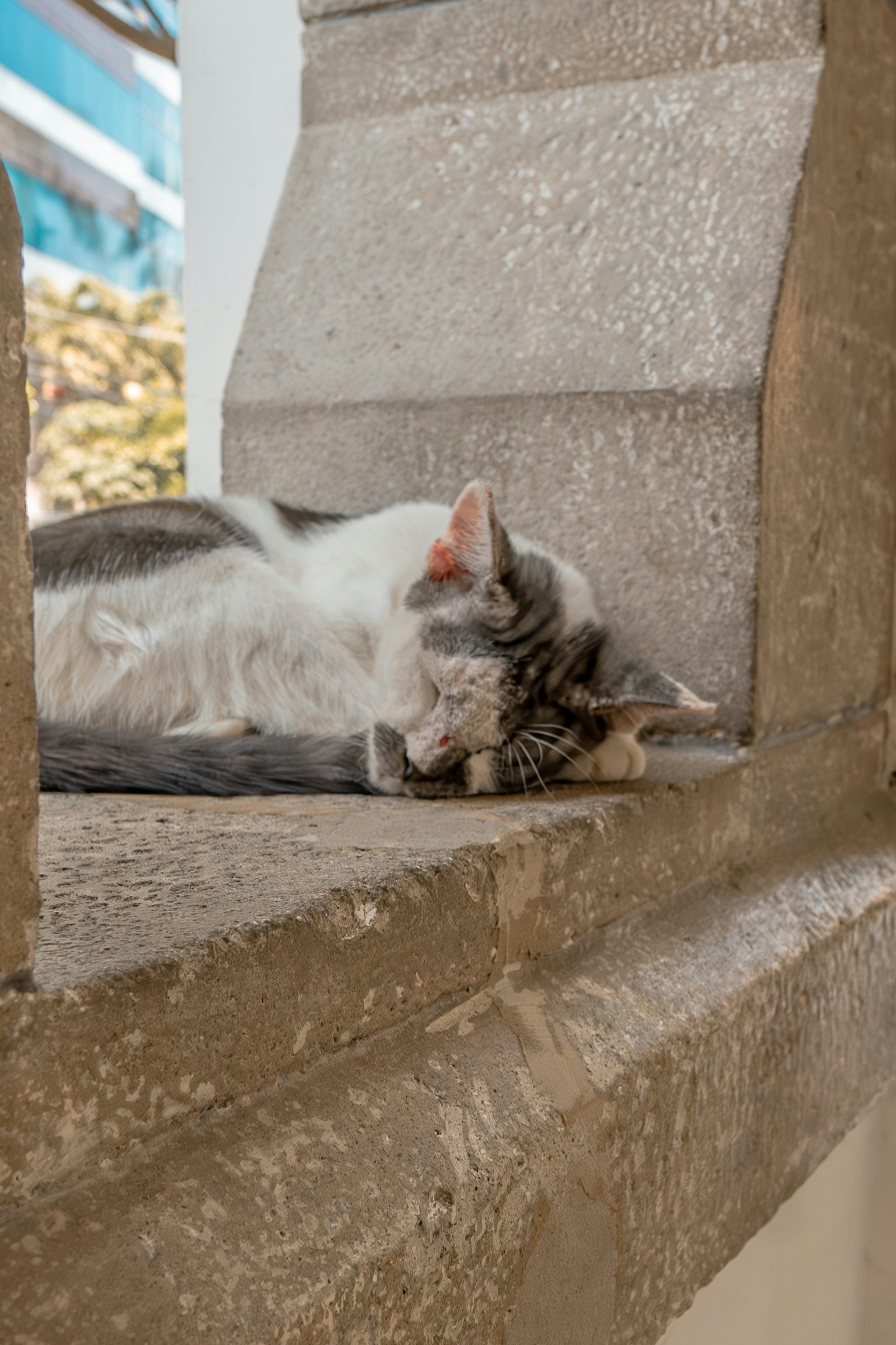 A gray and white cat laying on a ledge photo – Free Lawang sewu Image ...