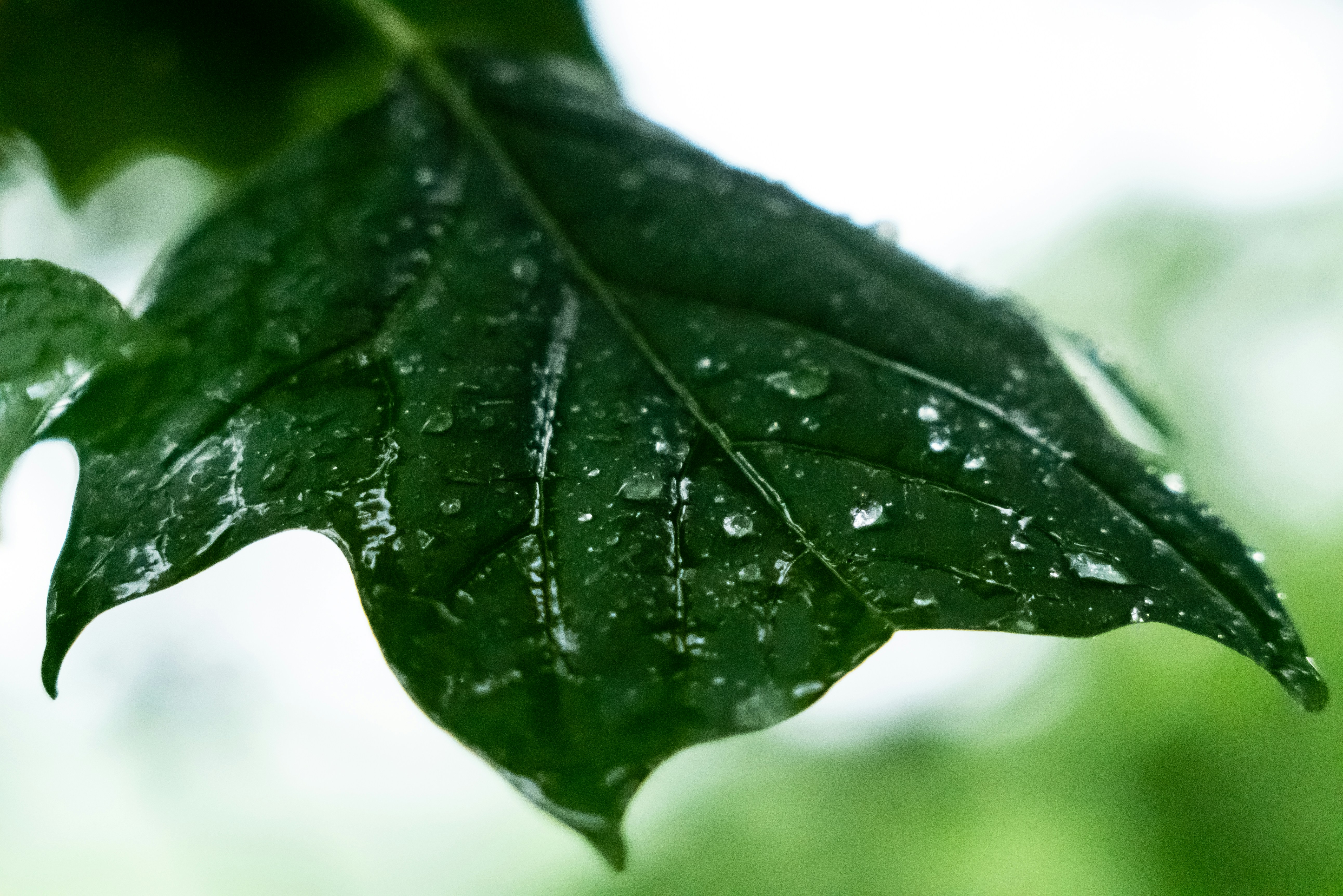 Photo by jaychayproductions