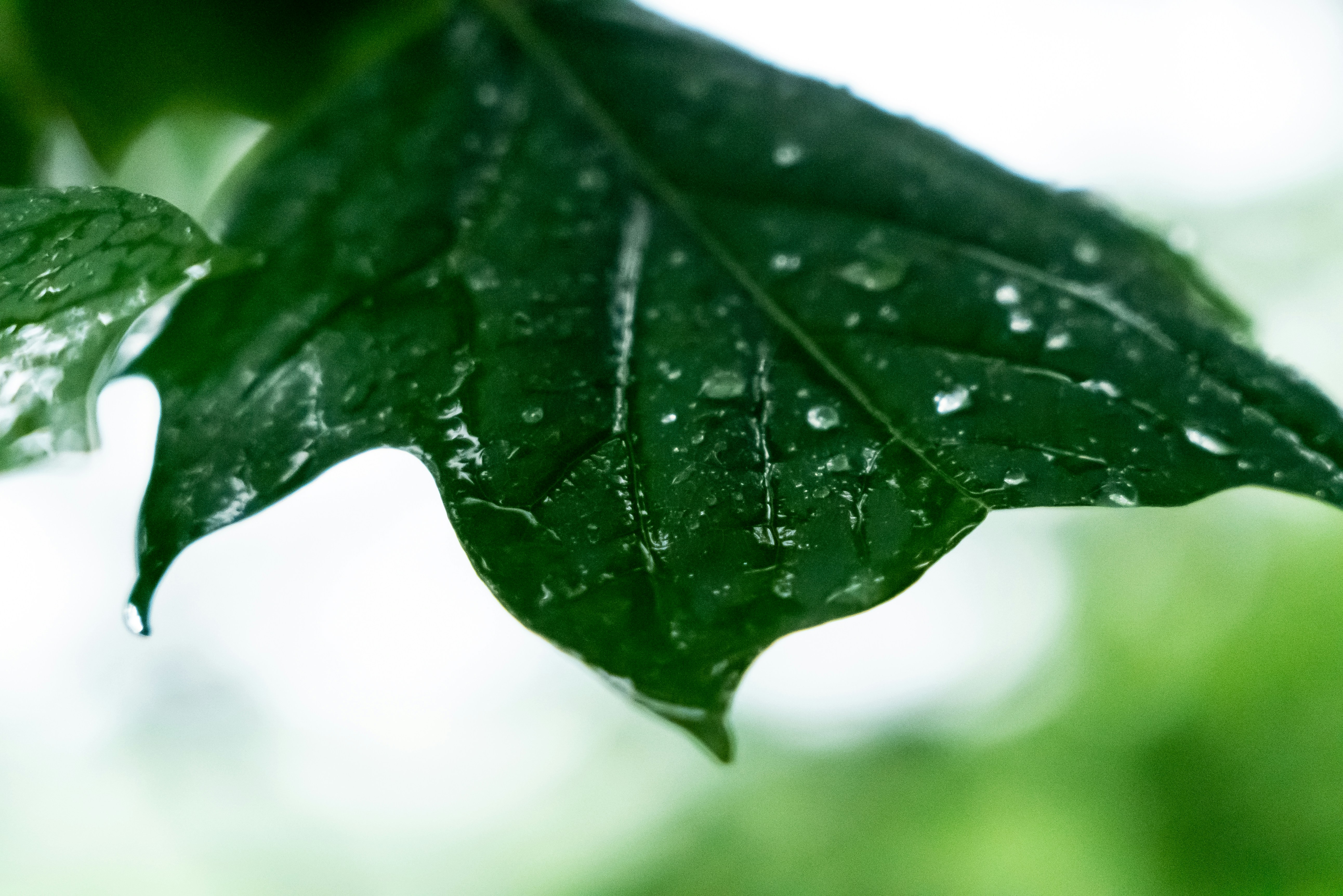 Photo by jaychayproductions