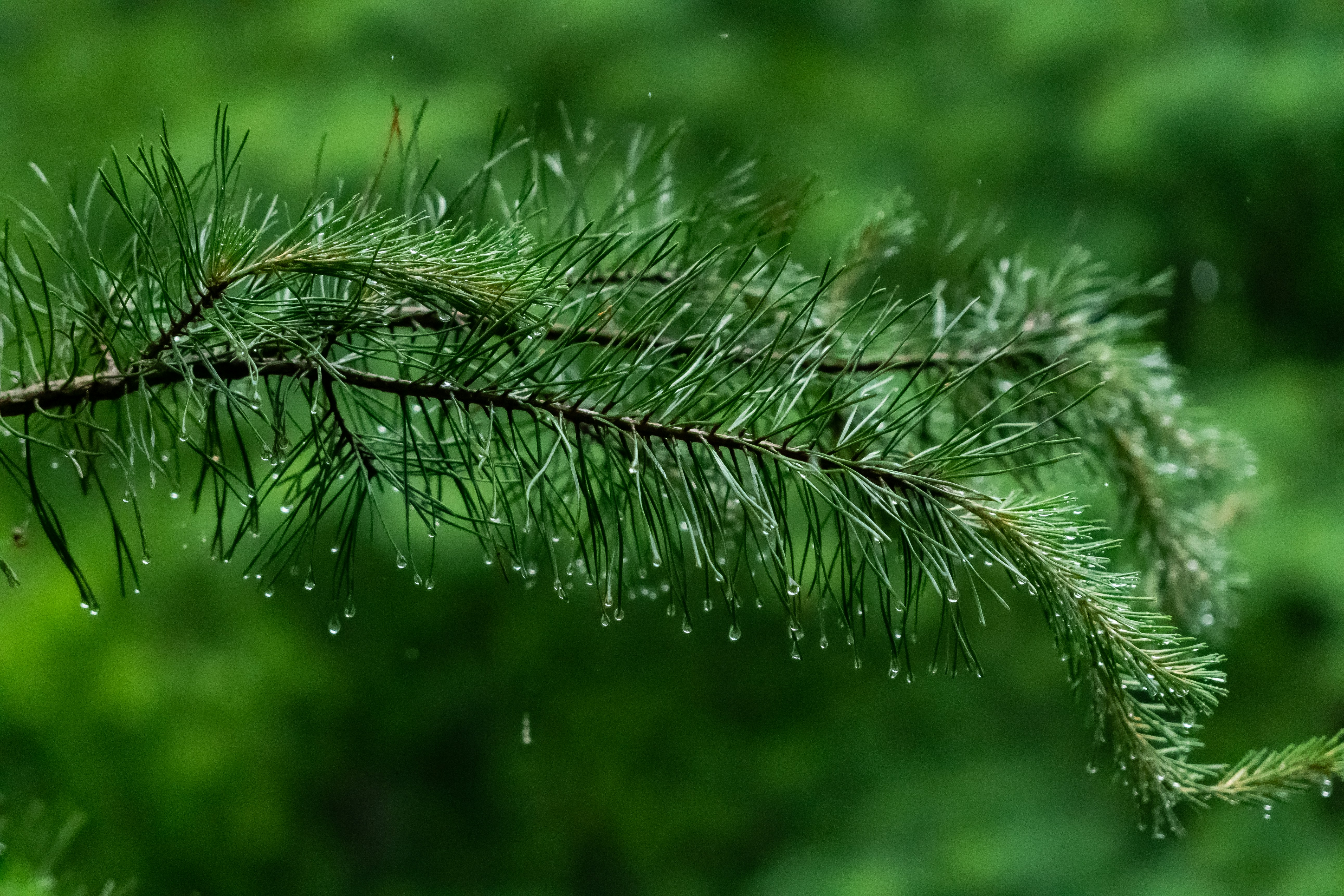 A branch of a pine tree with drops of water on it