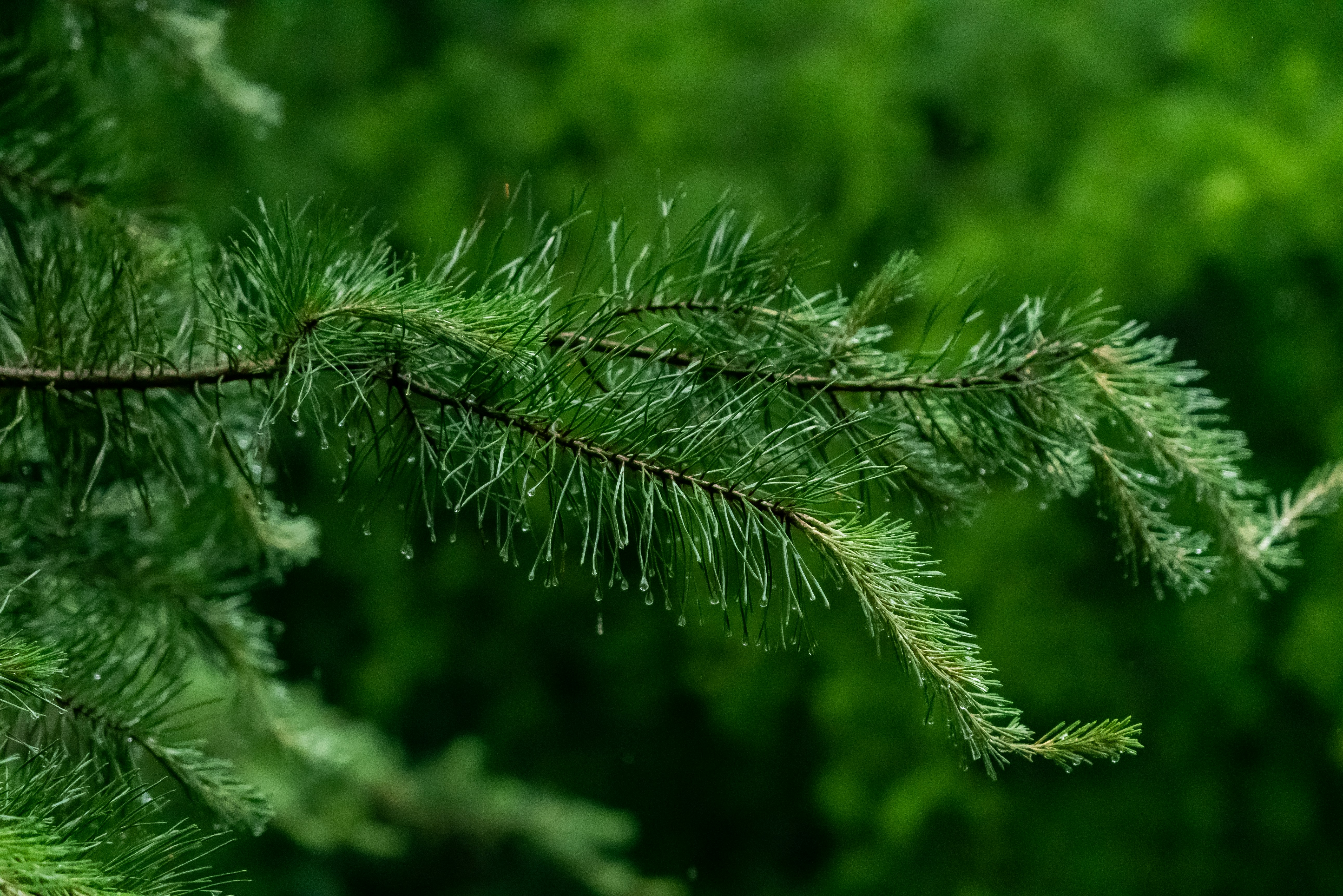 A close up of a pine tree branch