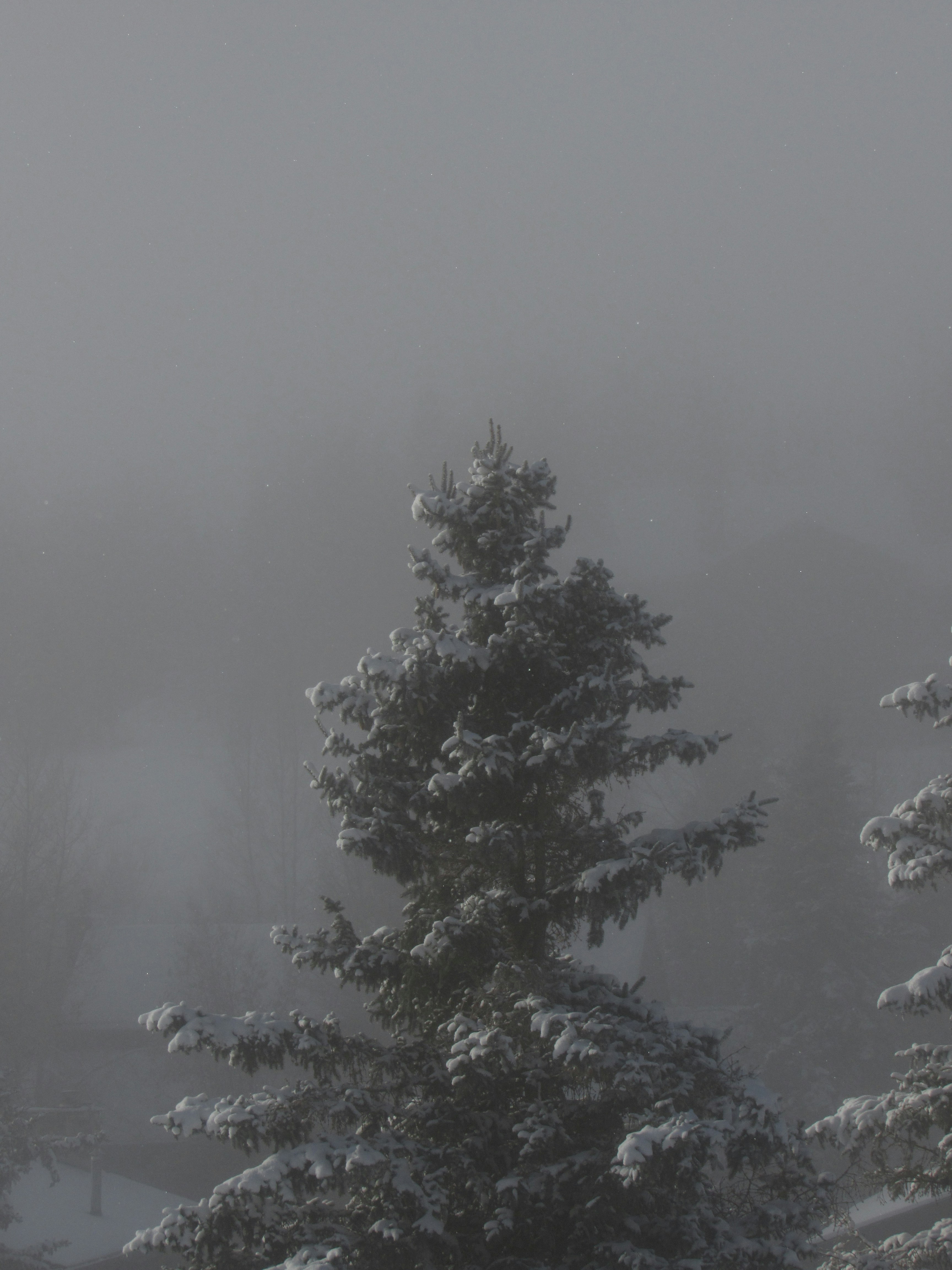 Photo by corgilover2233