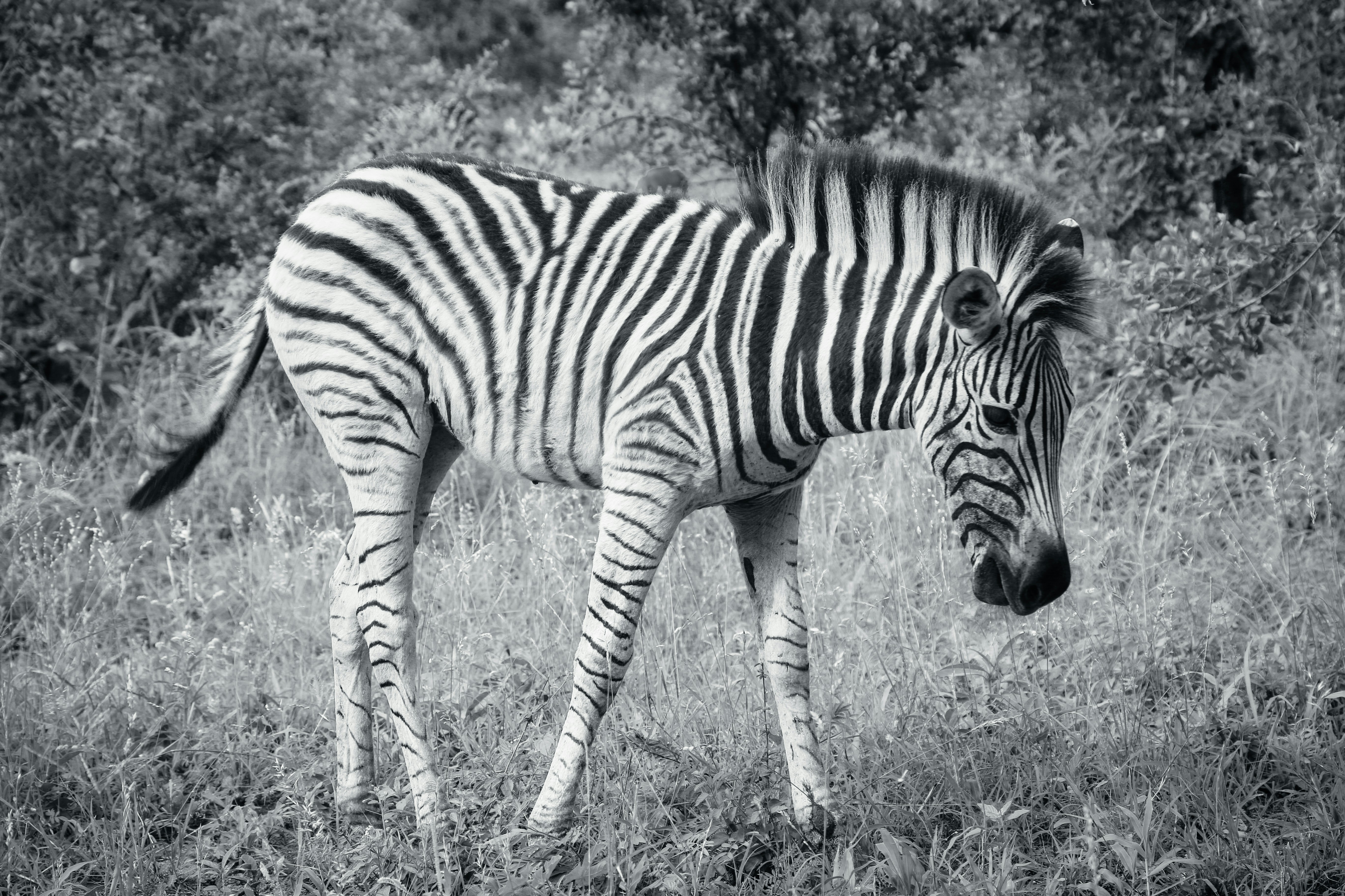 A black and white photo of a zebra in a field