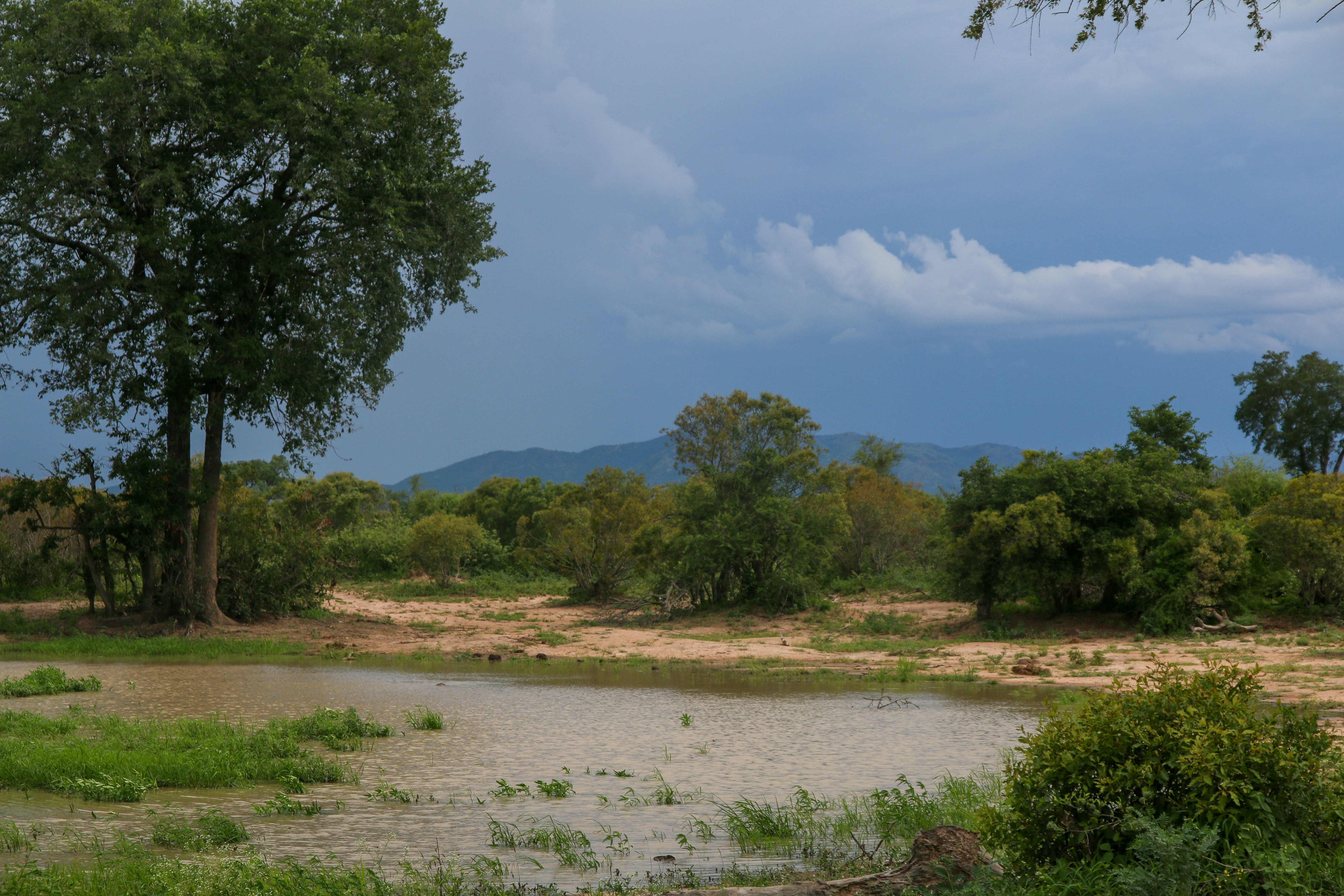 A river running through a lush green forest