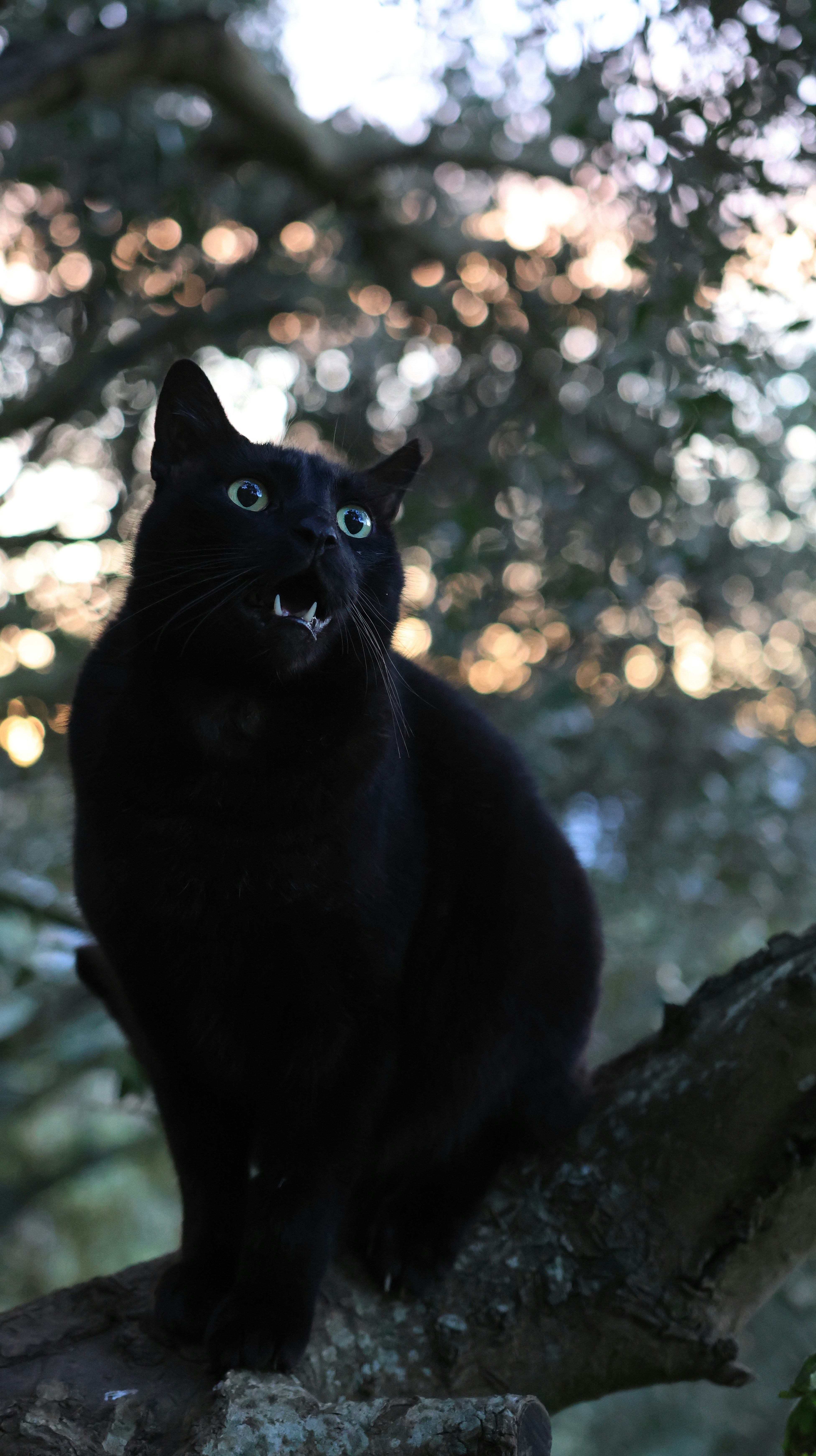 A black cat sitting on top of a tree branch