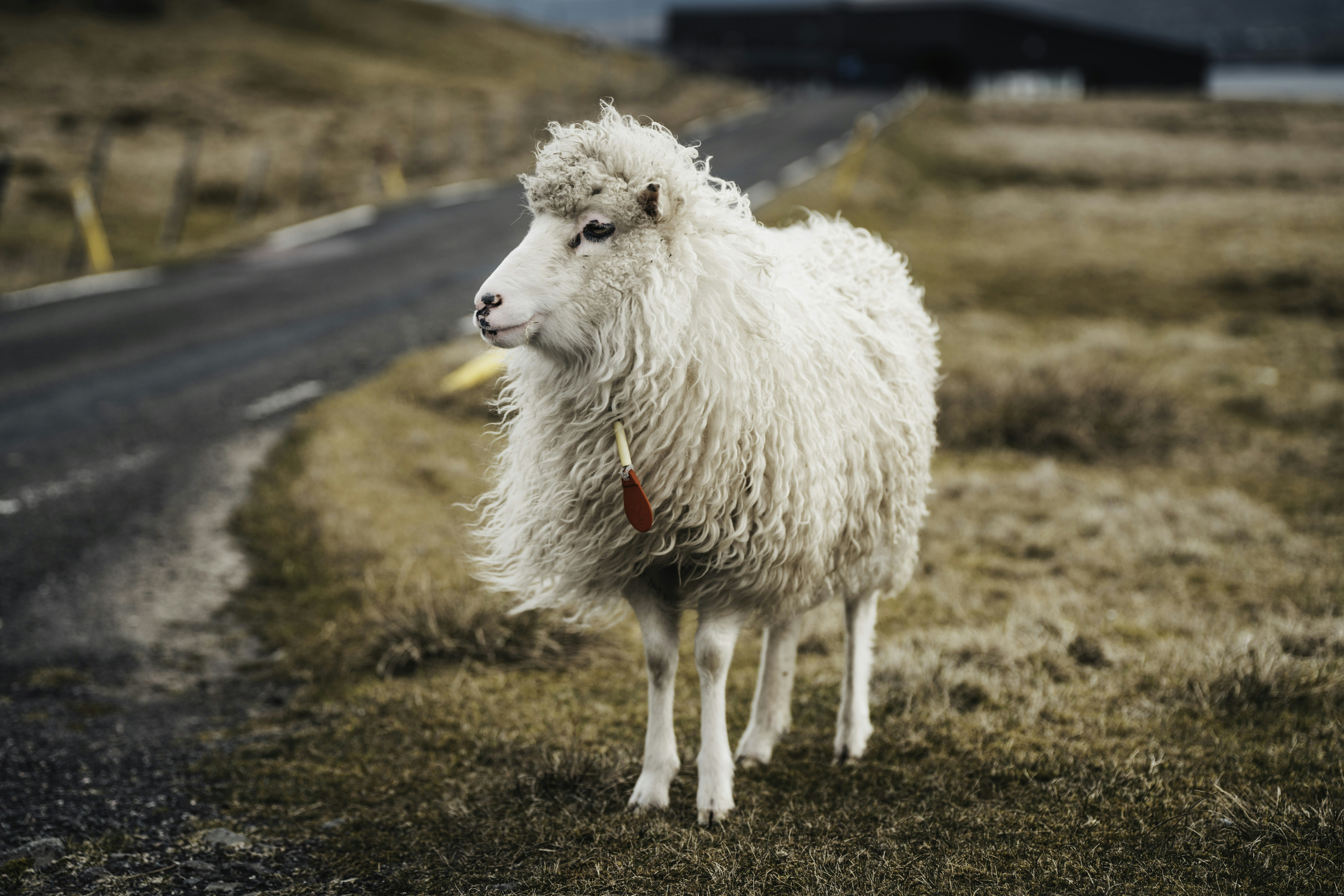 Photo by raulling