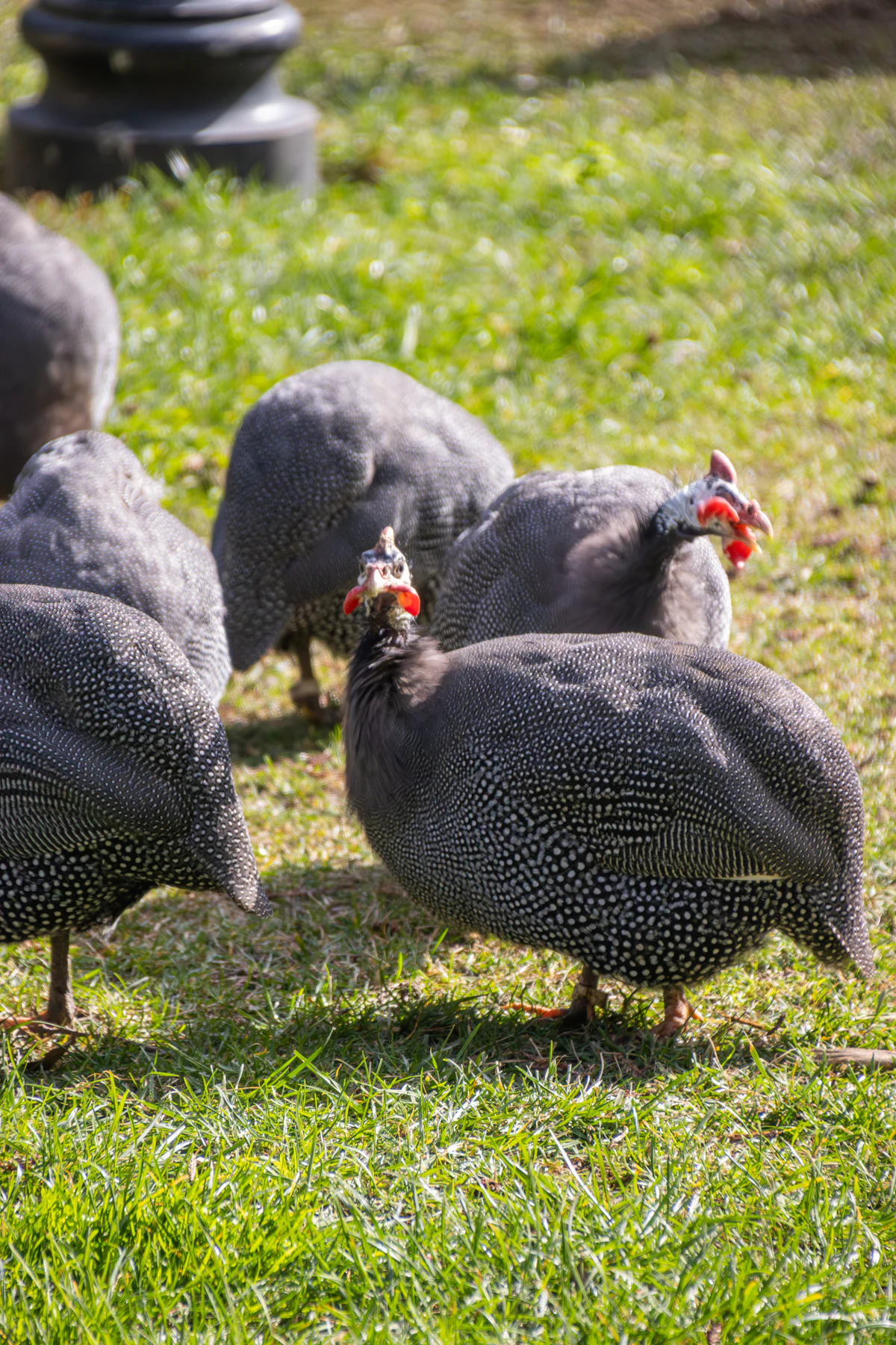 Guinea fowl in the open