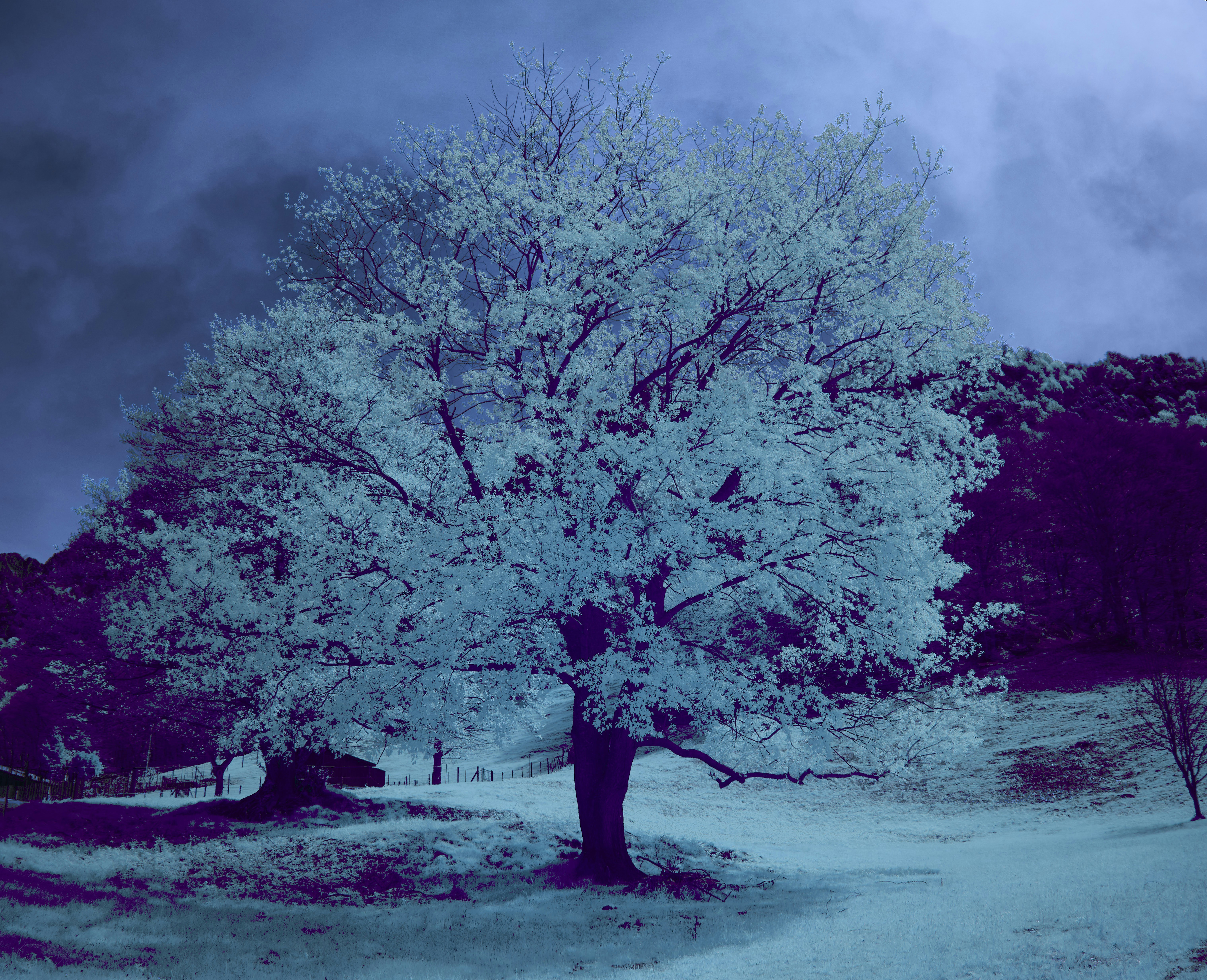 Photo by wolfgang_hasselmann