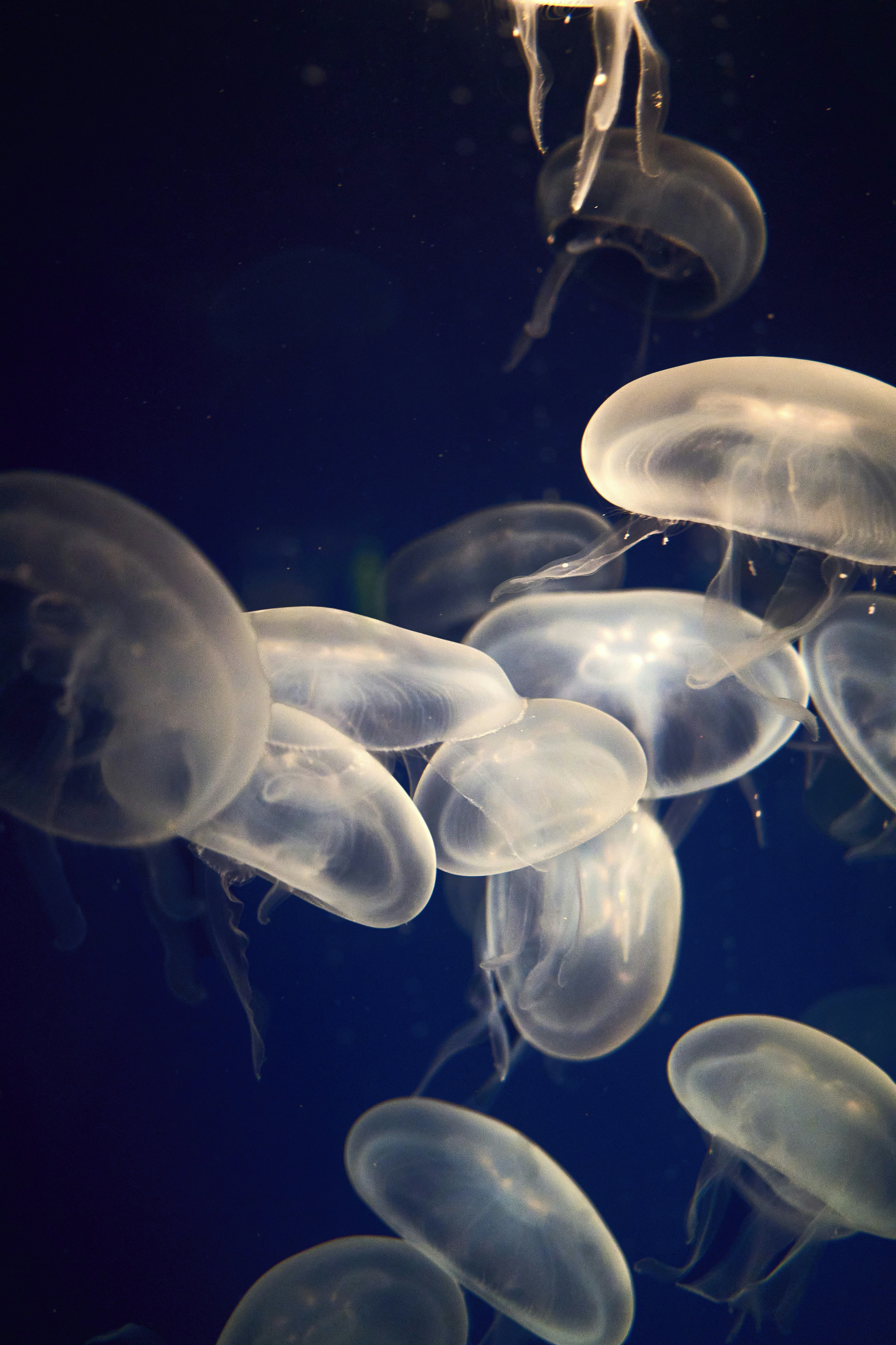 Photo by wolfgang_hasselmann