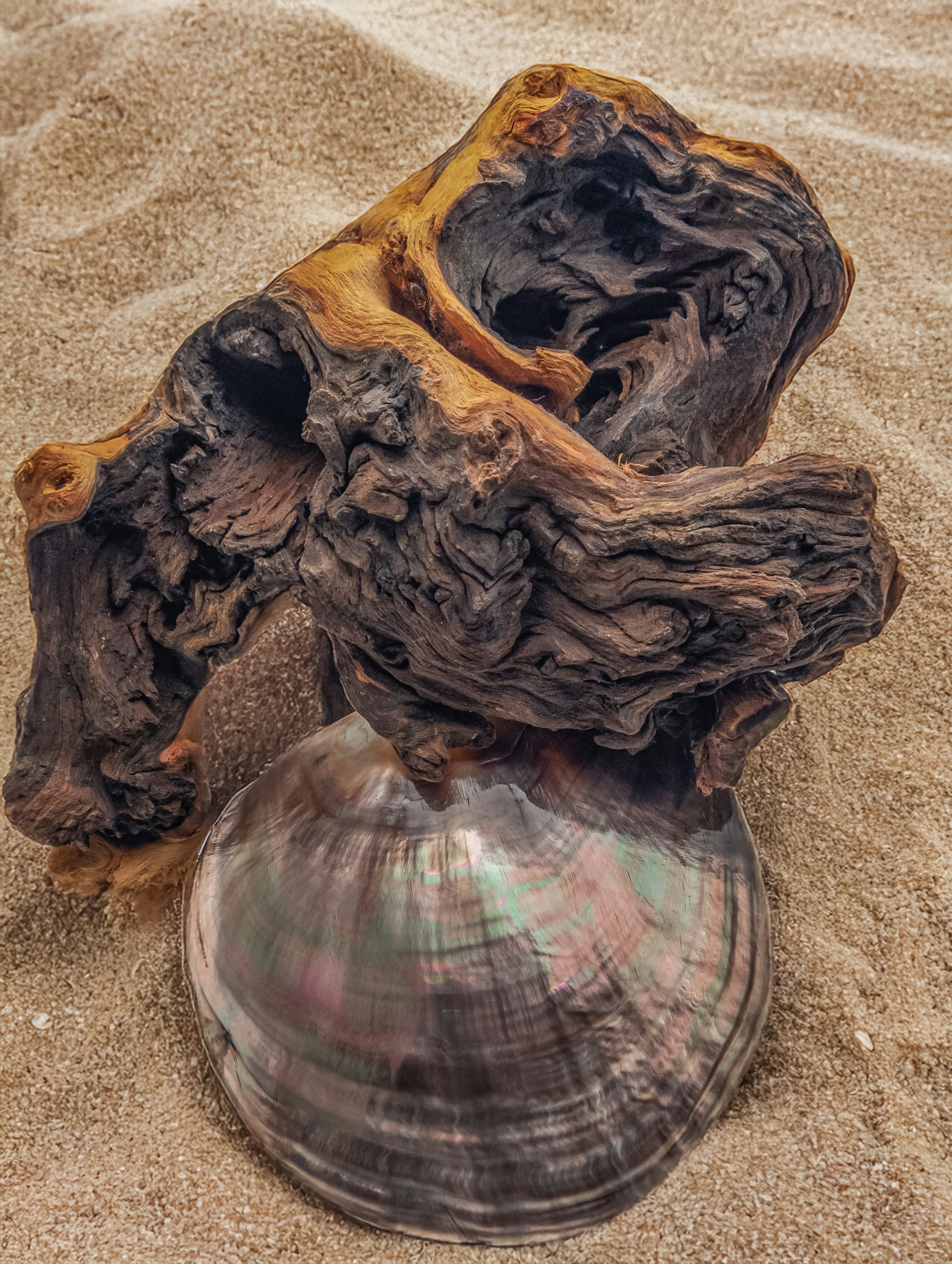 A seashell and a piece of driftwood on a sandy beach