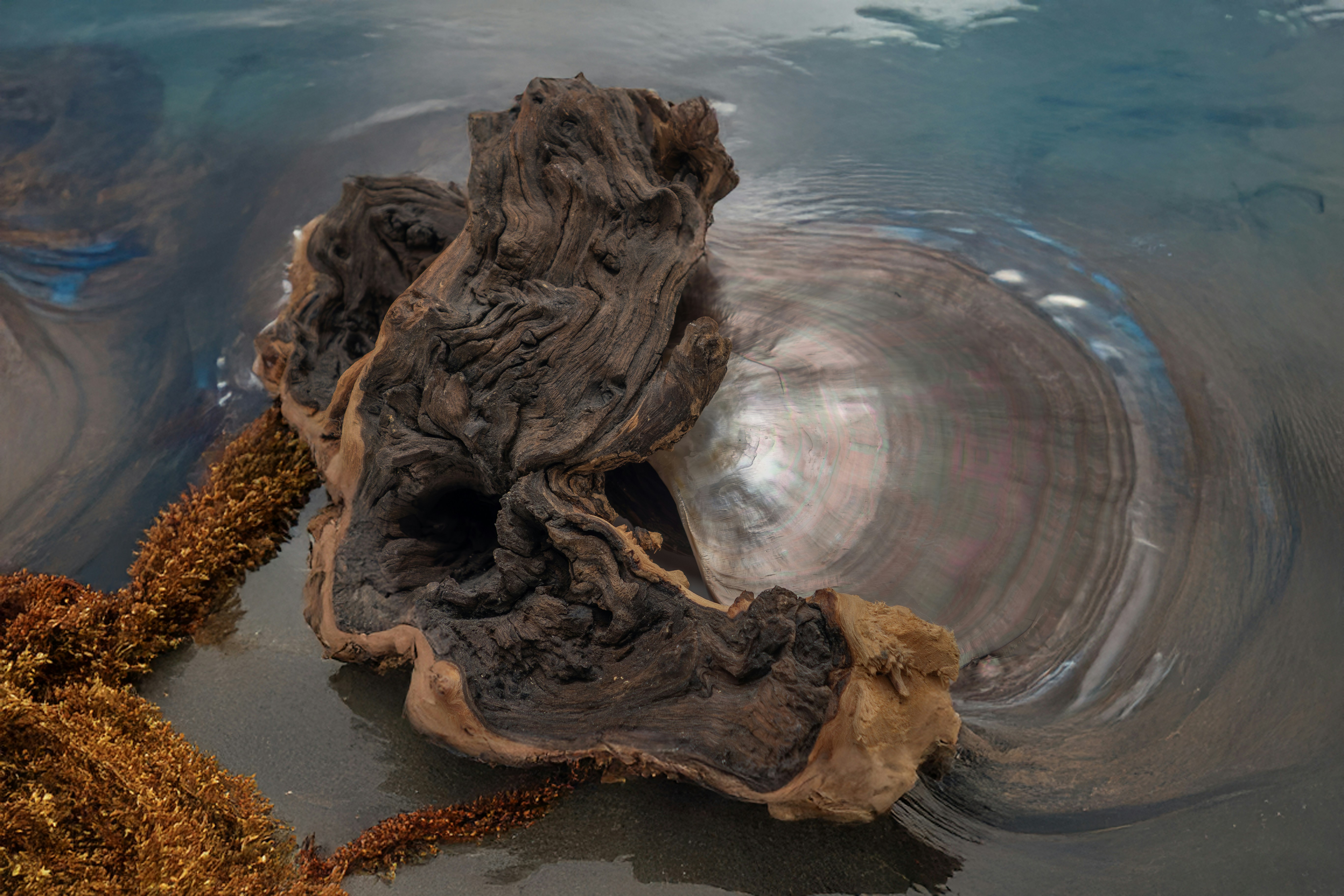 A piece of driftwood floating on top of a body of water