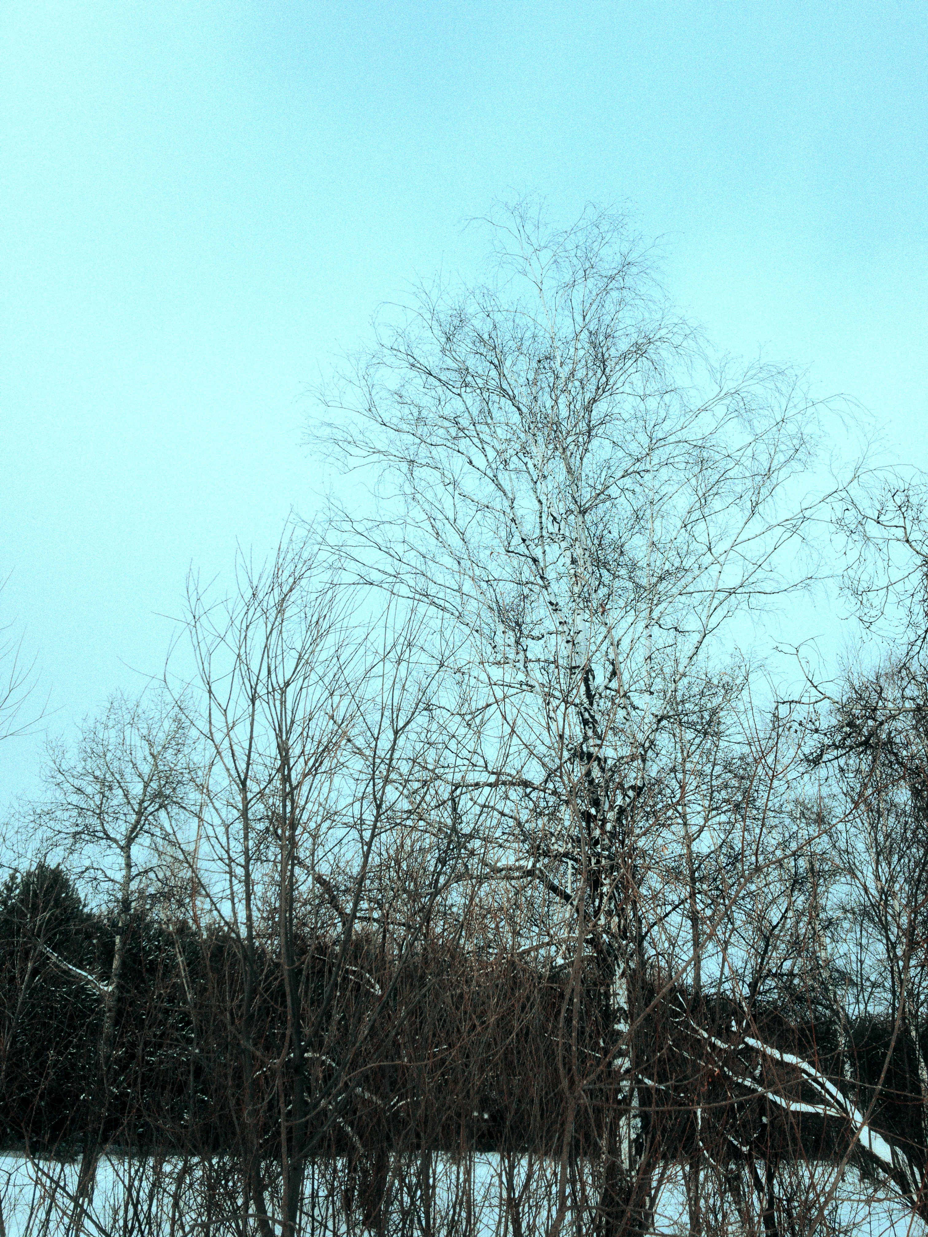 Photo by litvinov