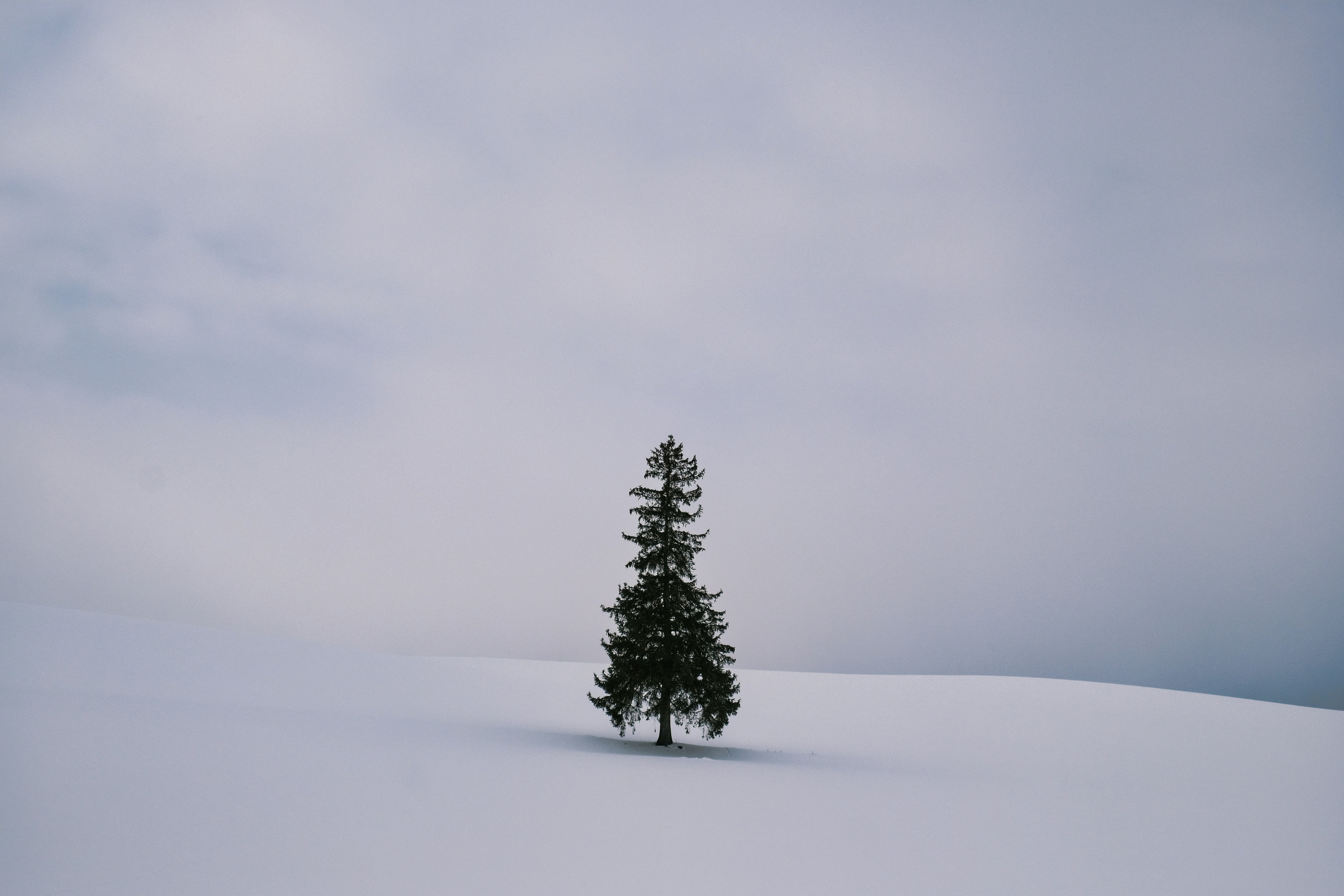 A lone tree in the middle of a snowy field
