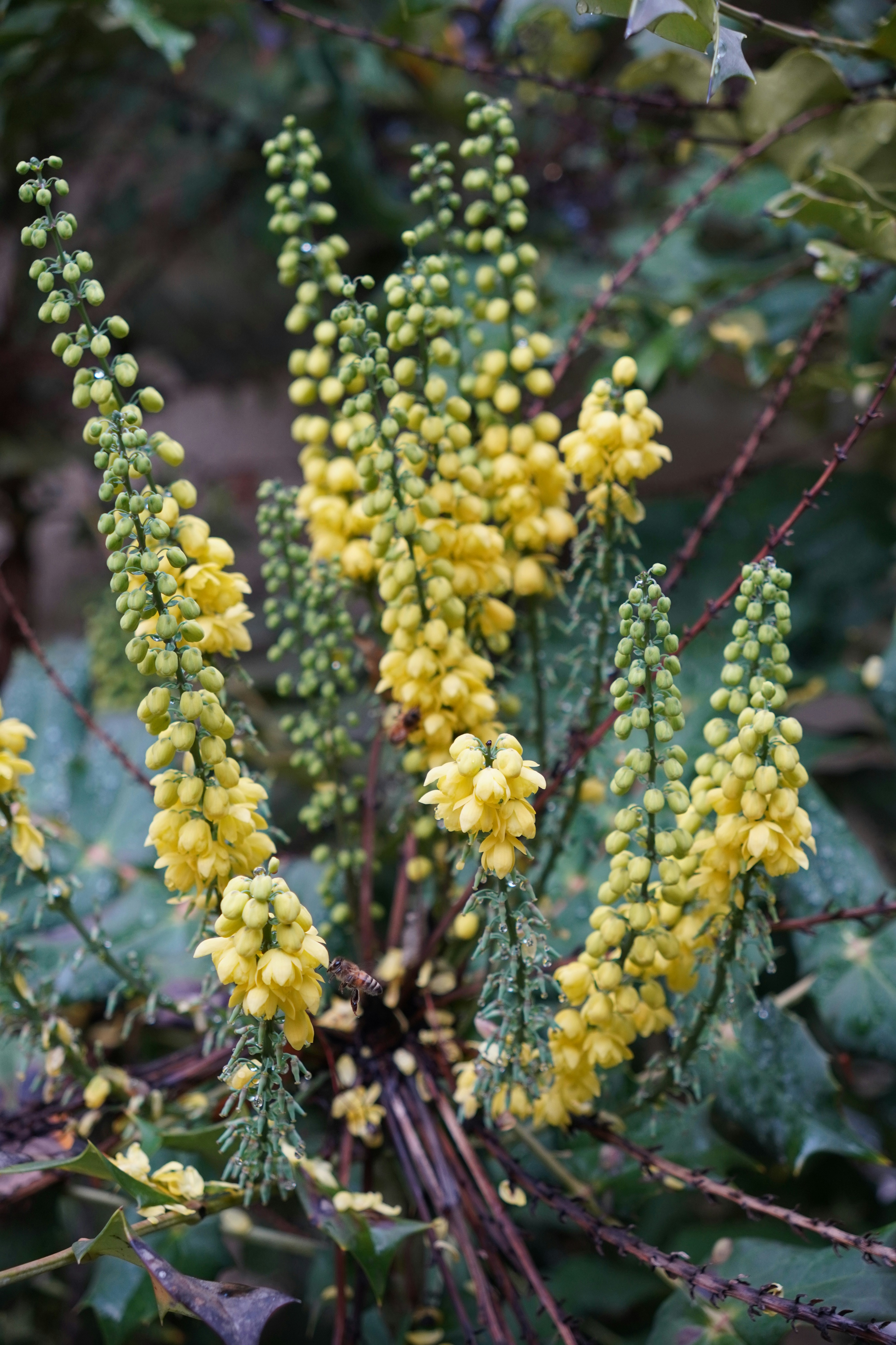 A close up of a plant with yellow flowers