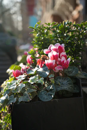 A black planter filled with pink and white flowers