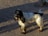 A black and white dog walking across a street