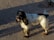 A black and white dog walking across a street